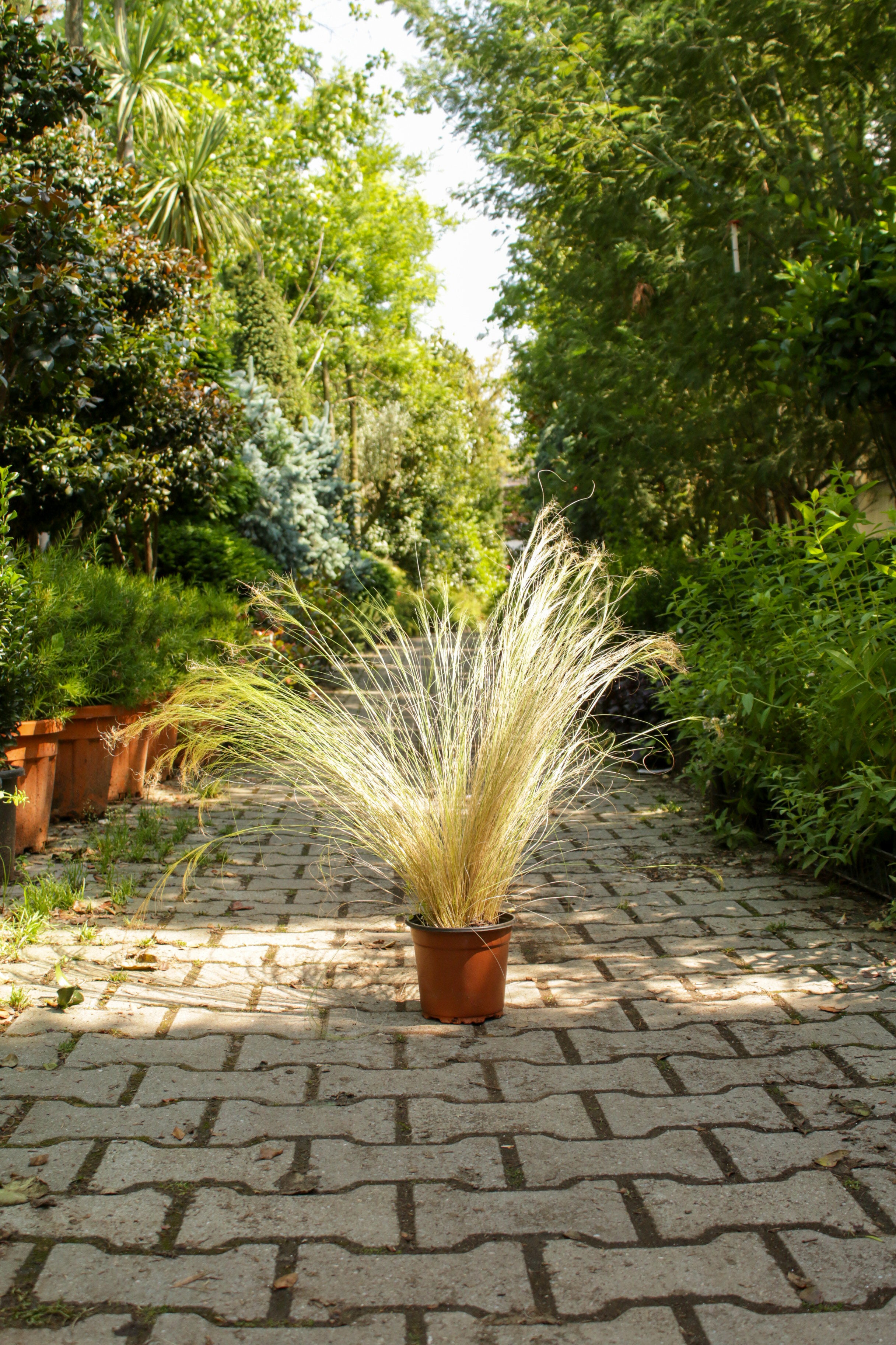 Stipa