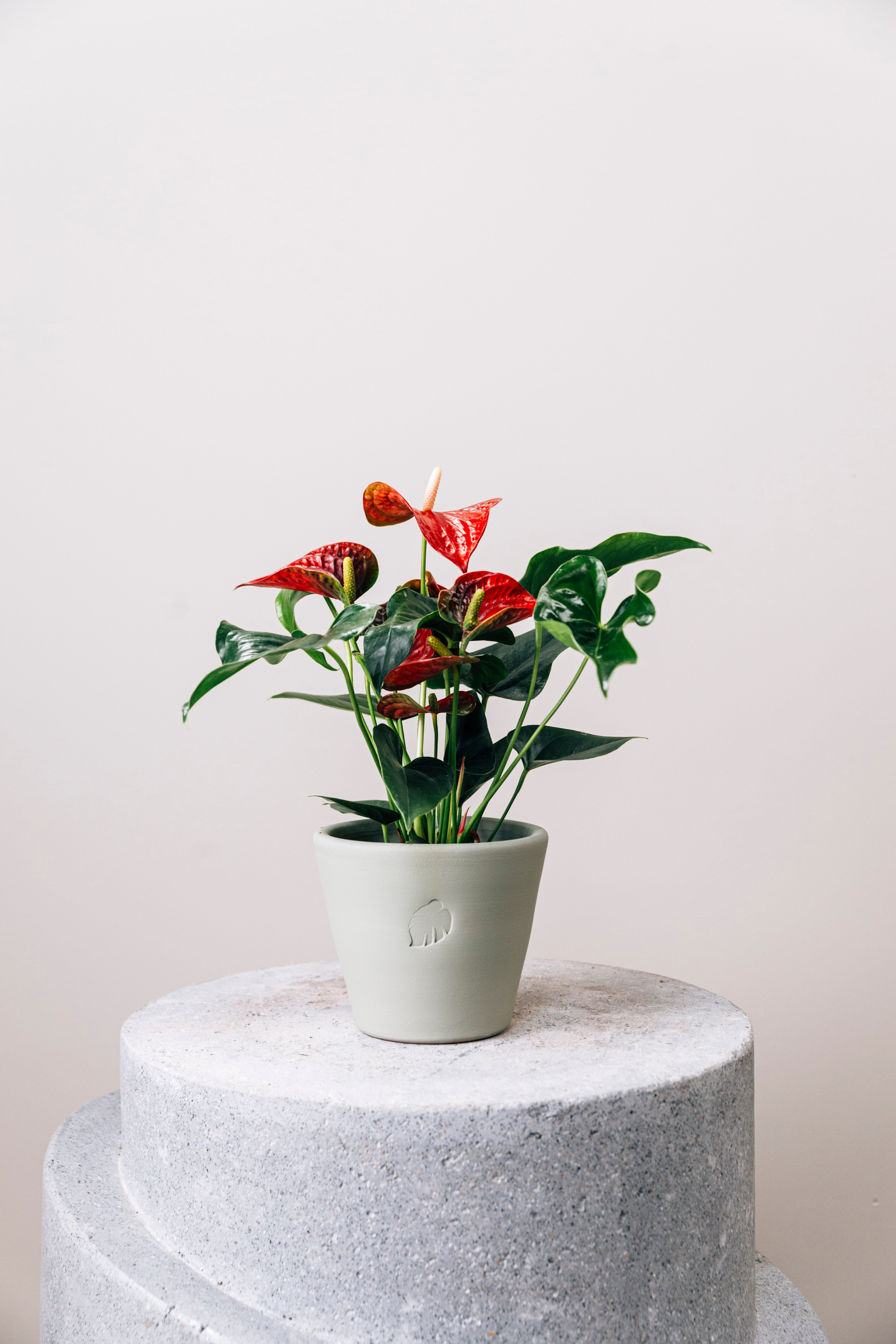 Flamingo Mint Çömlek Saksılı