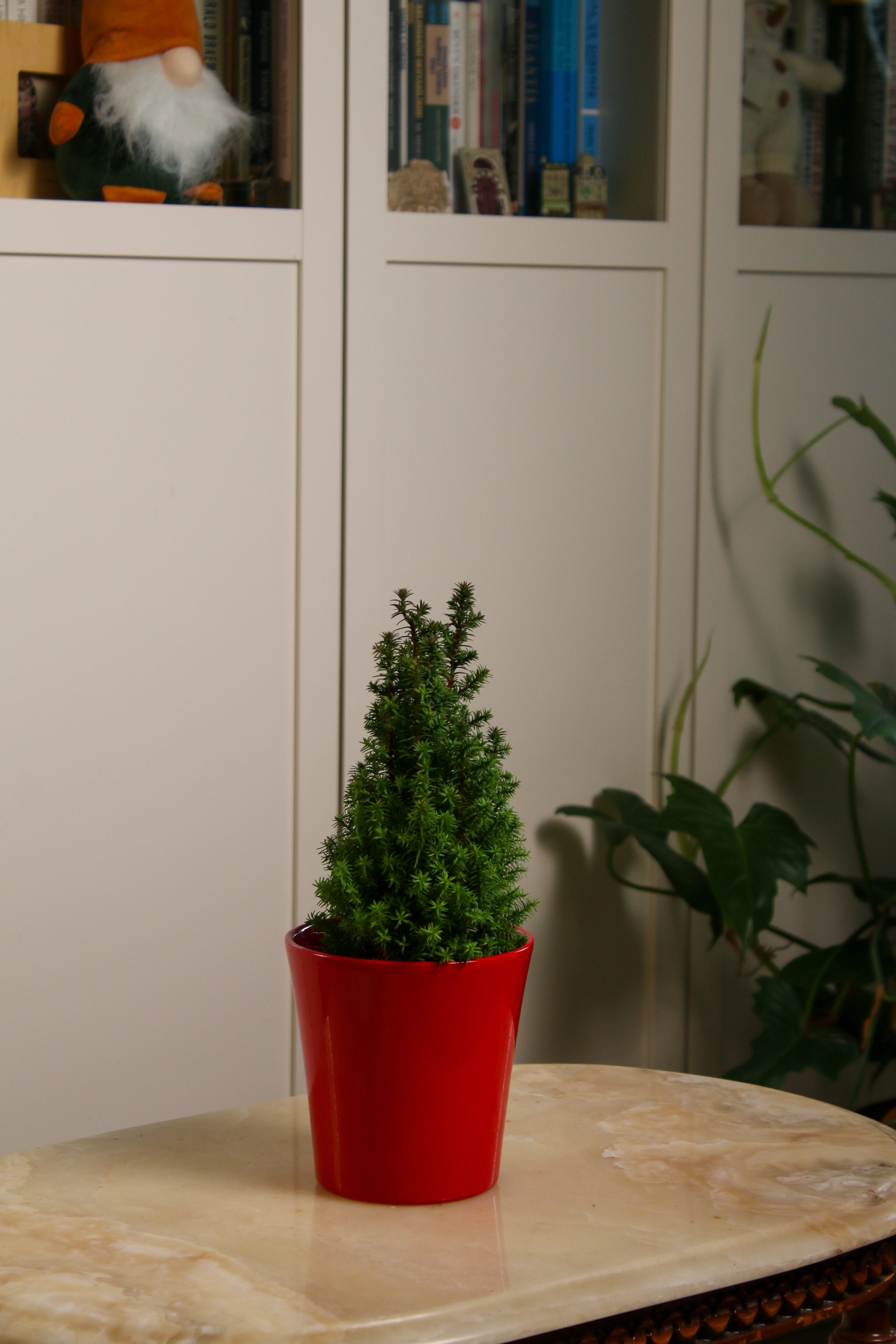 Yılbaşı Çamı (Alpica)