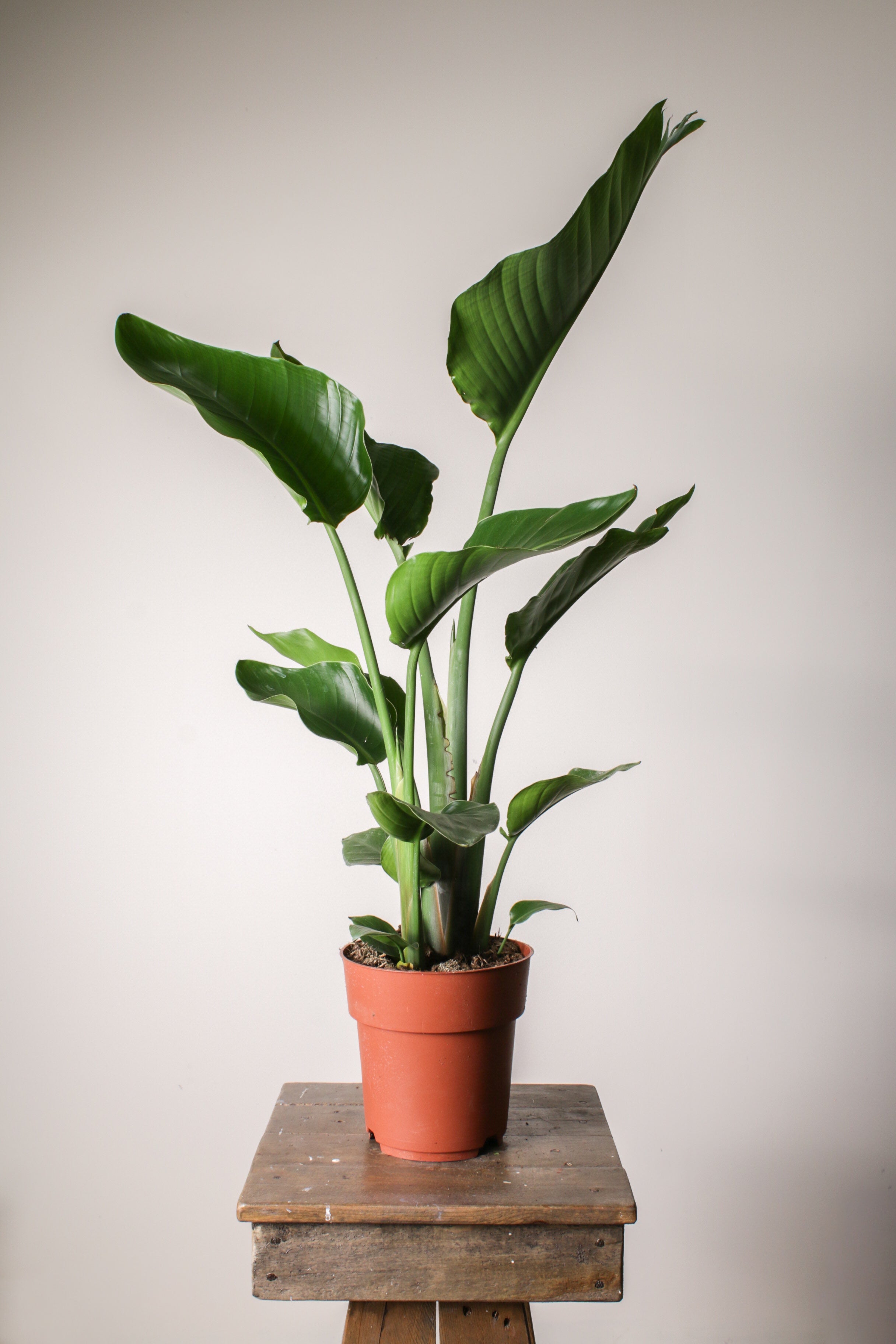 Star 130cm 2 Köklü