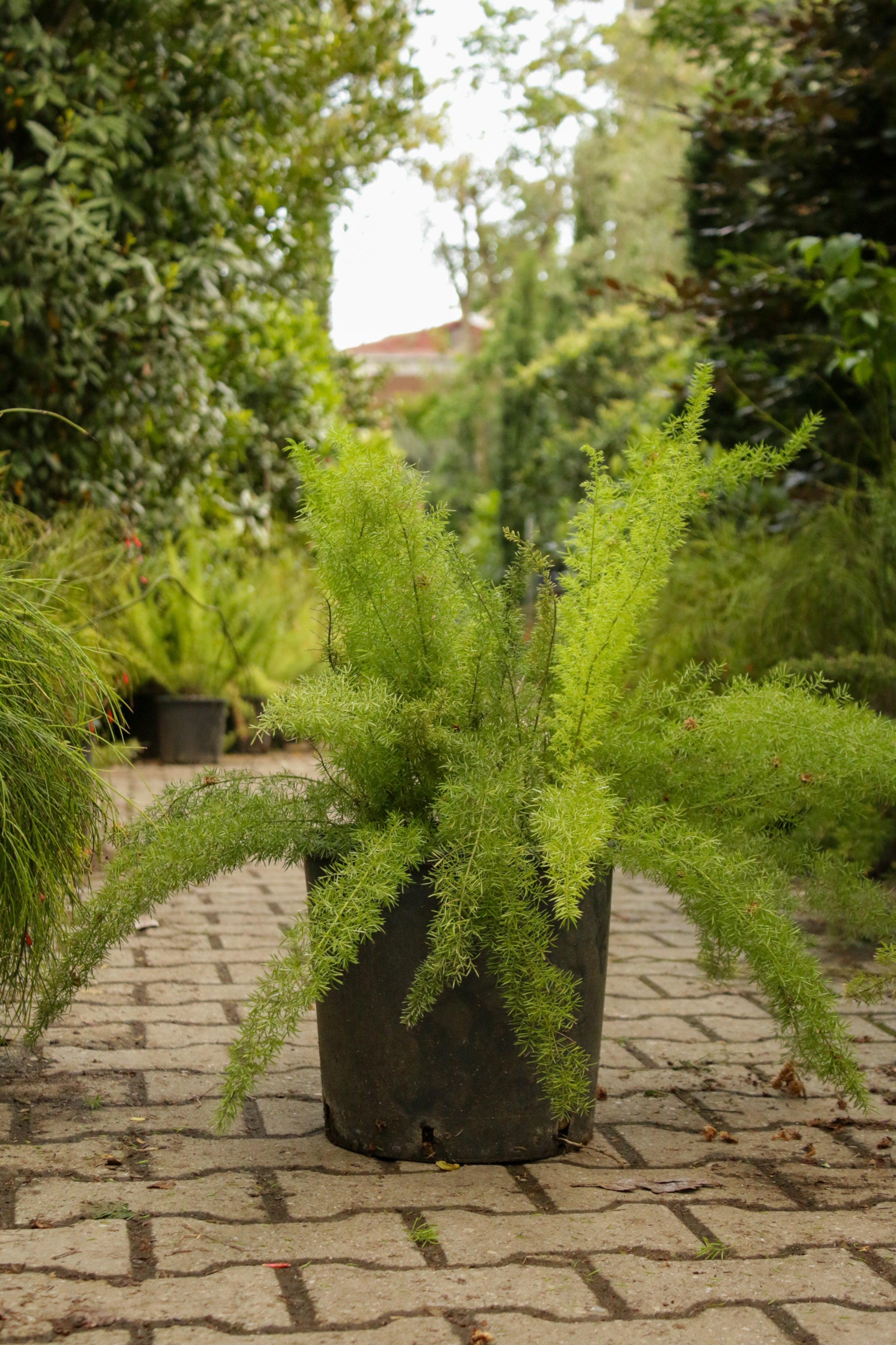 Asparagus Densiflorus