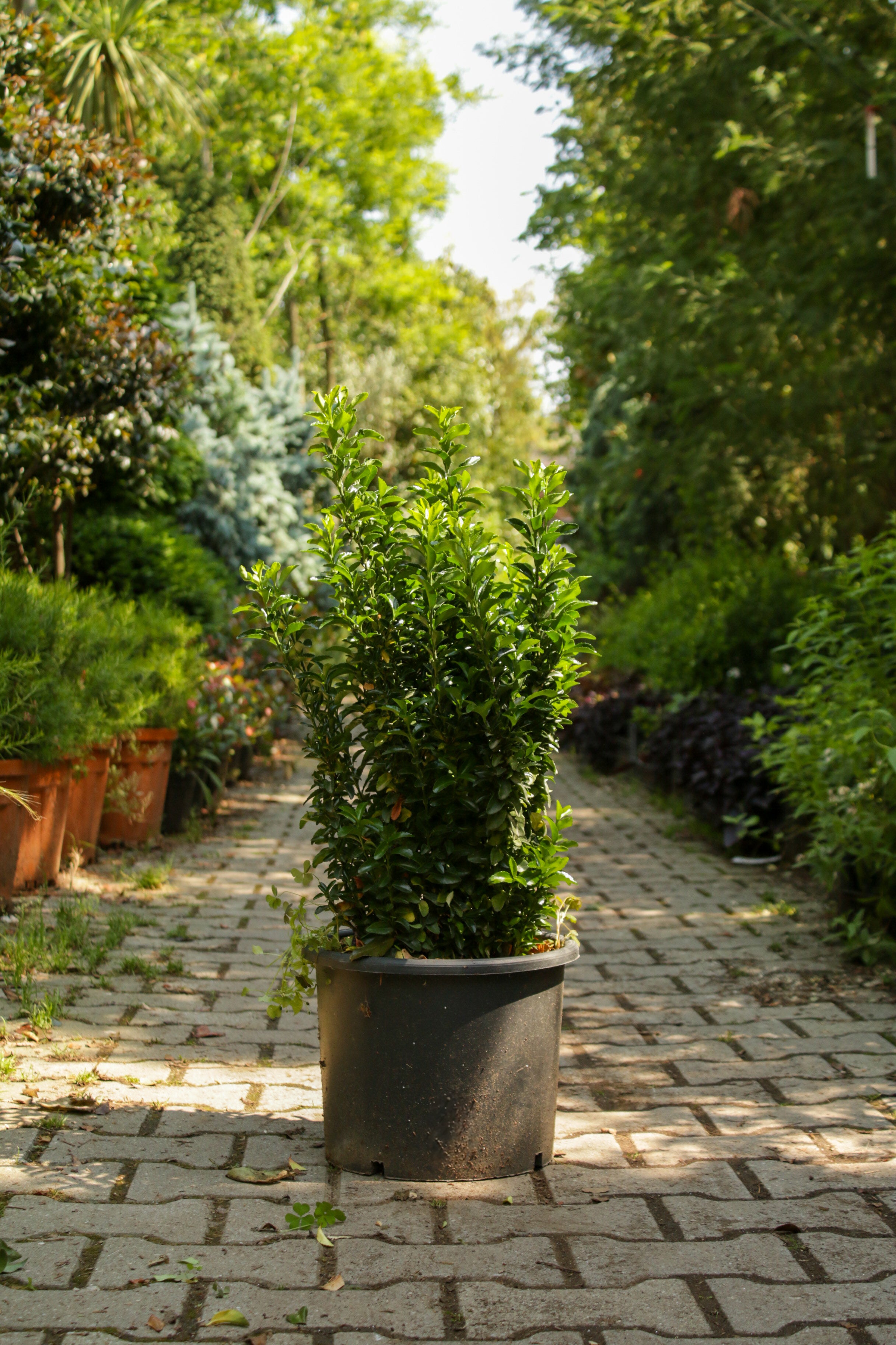 Taflan (Euonymus japonica)