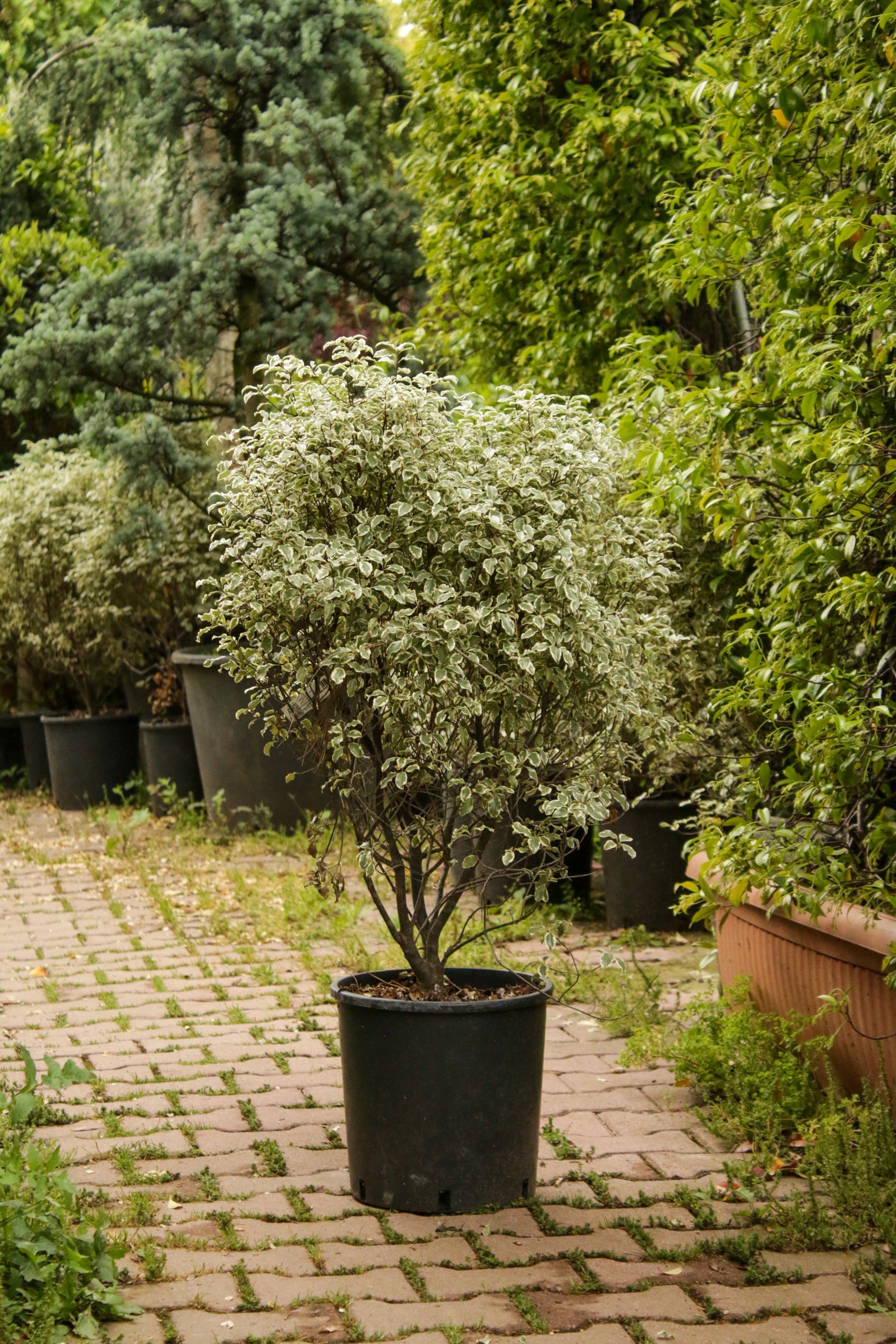 Pittosporum Tenuifolium