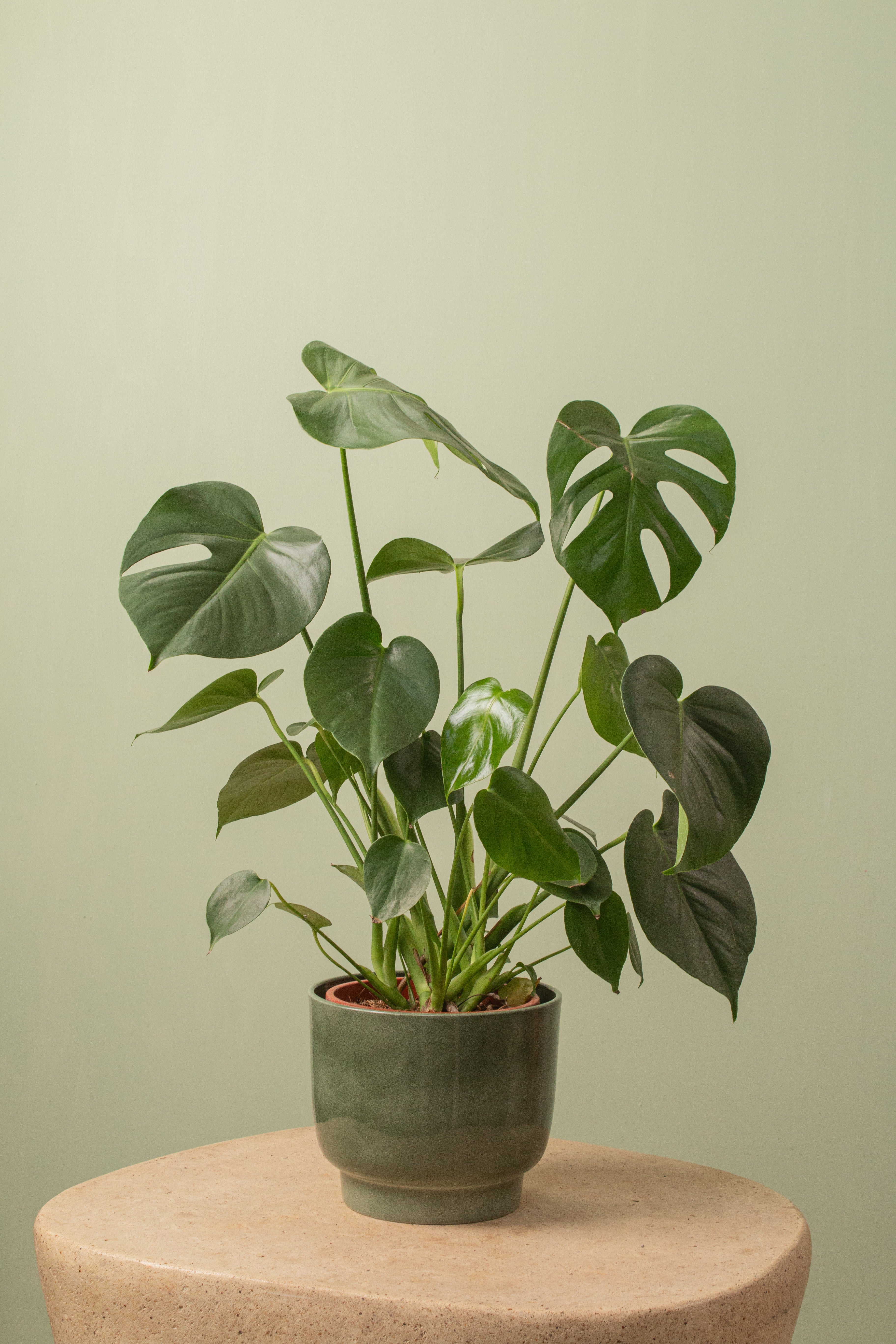 Pablo Flowerpot