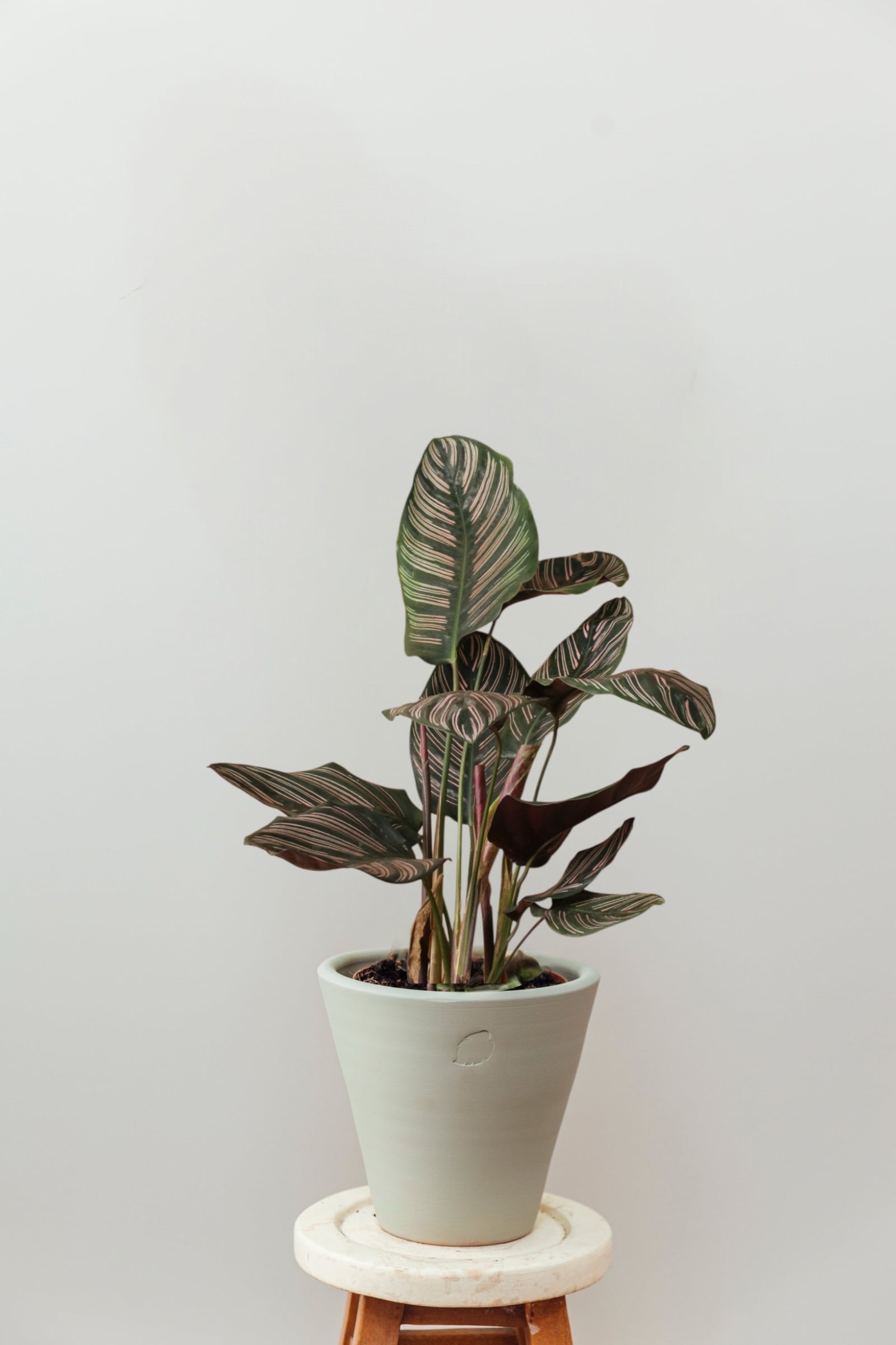 Ornata