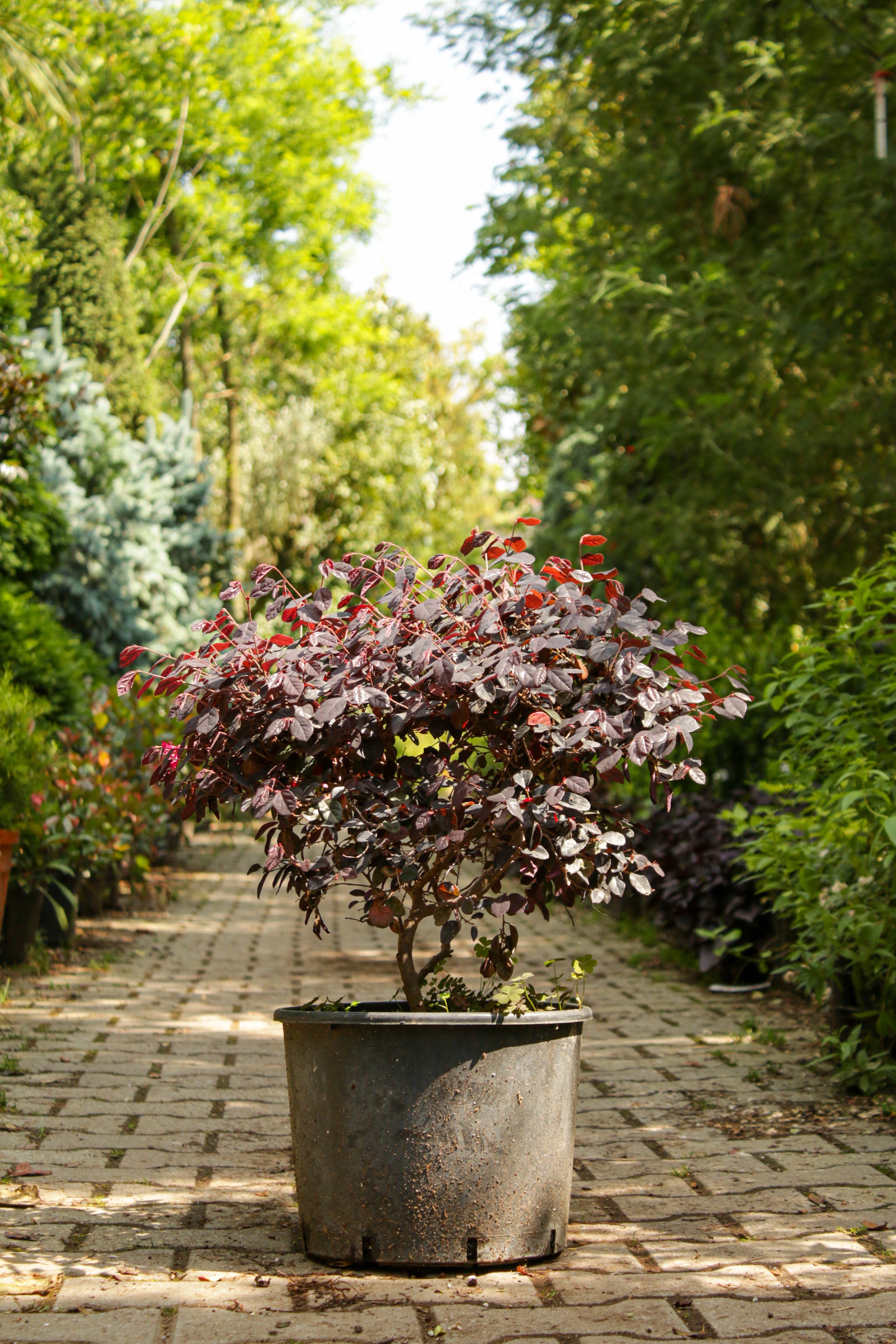 Loropetalum Chinense (Rüya Çalısı)