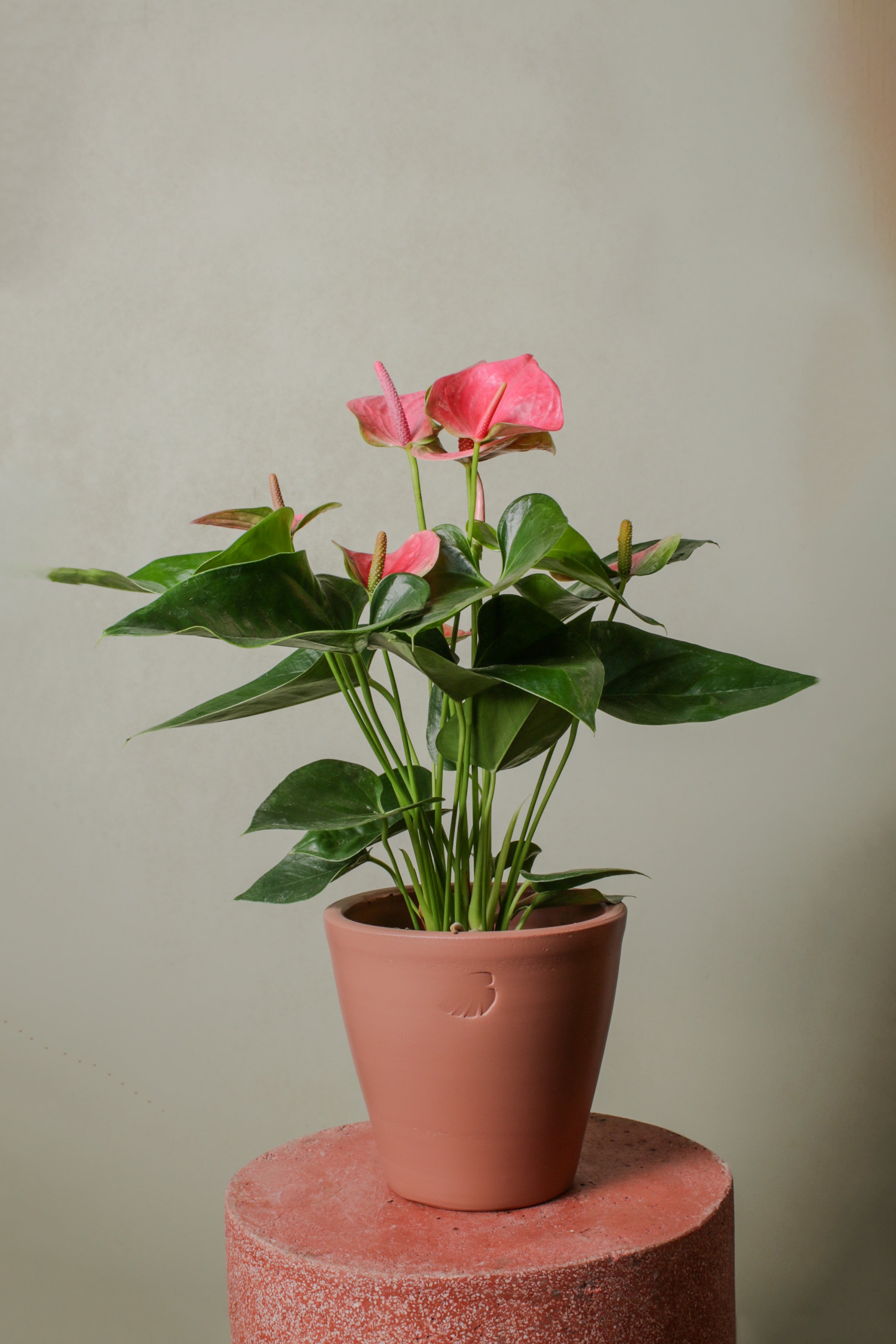 Bubblegum Sunset Çömlek Saksılı