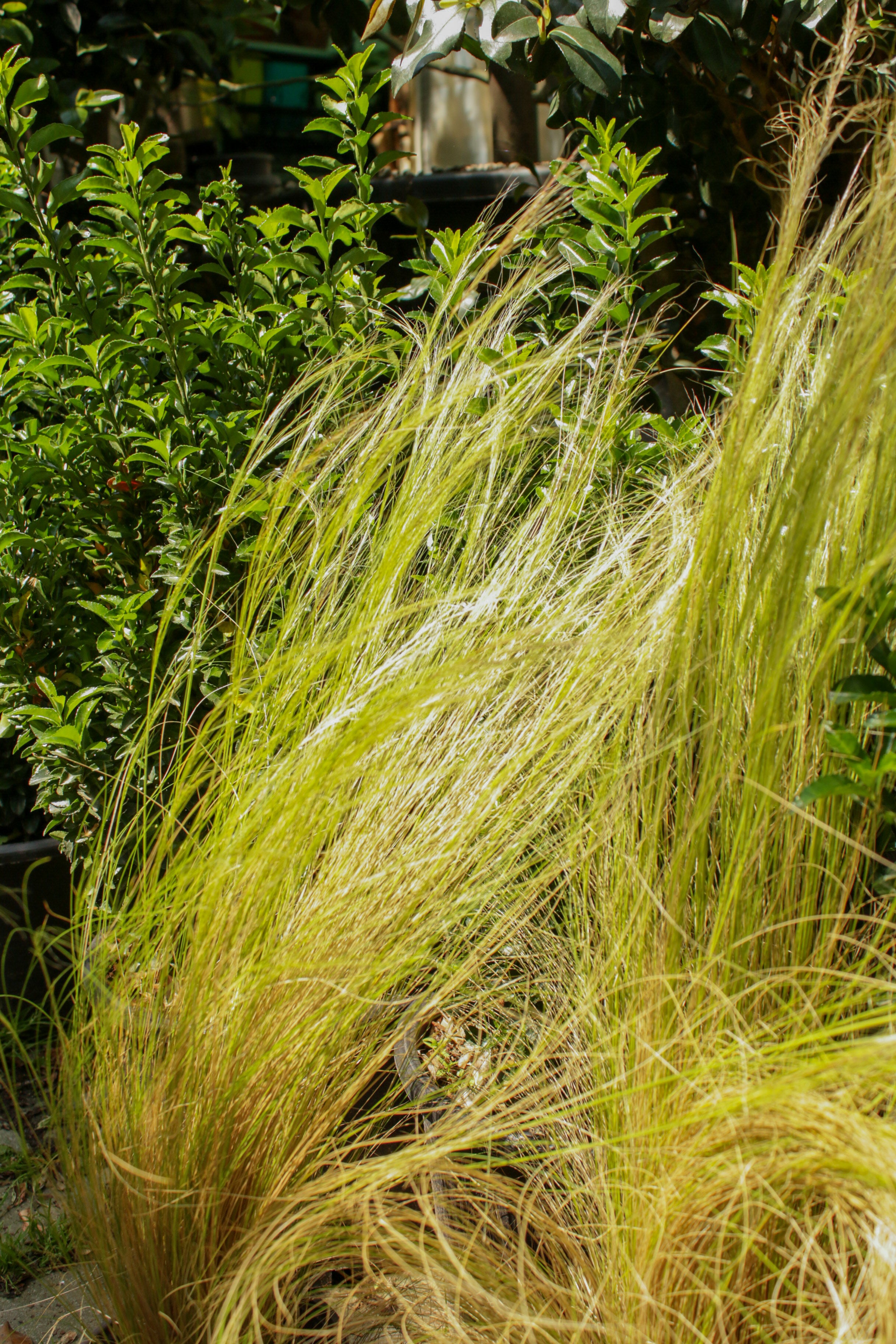 Stipa