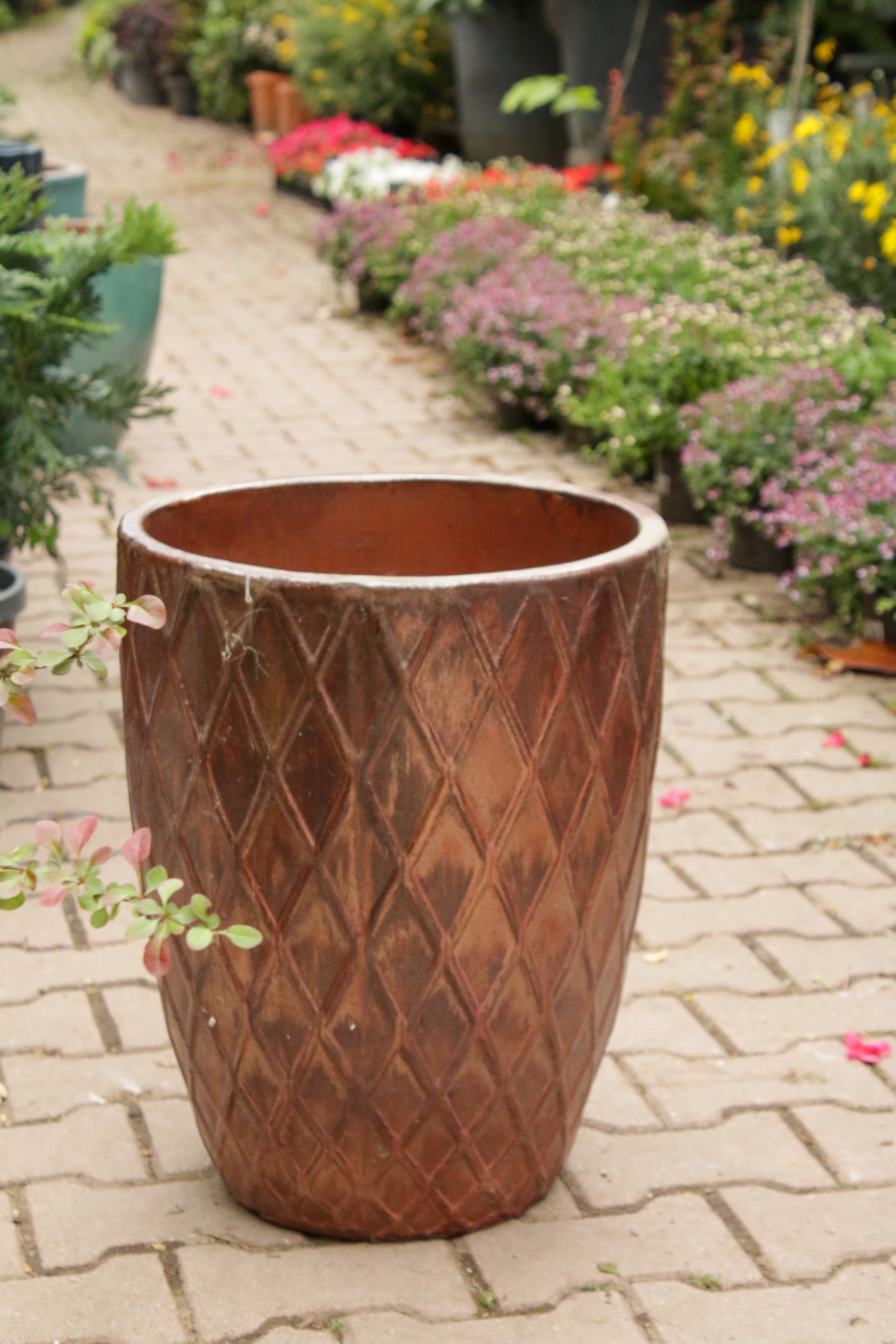 Borneo Saksı (Bronz)