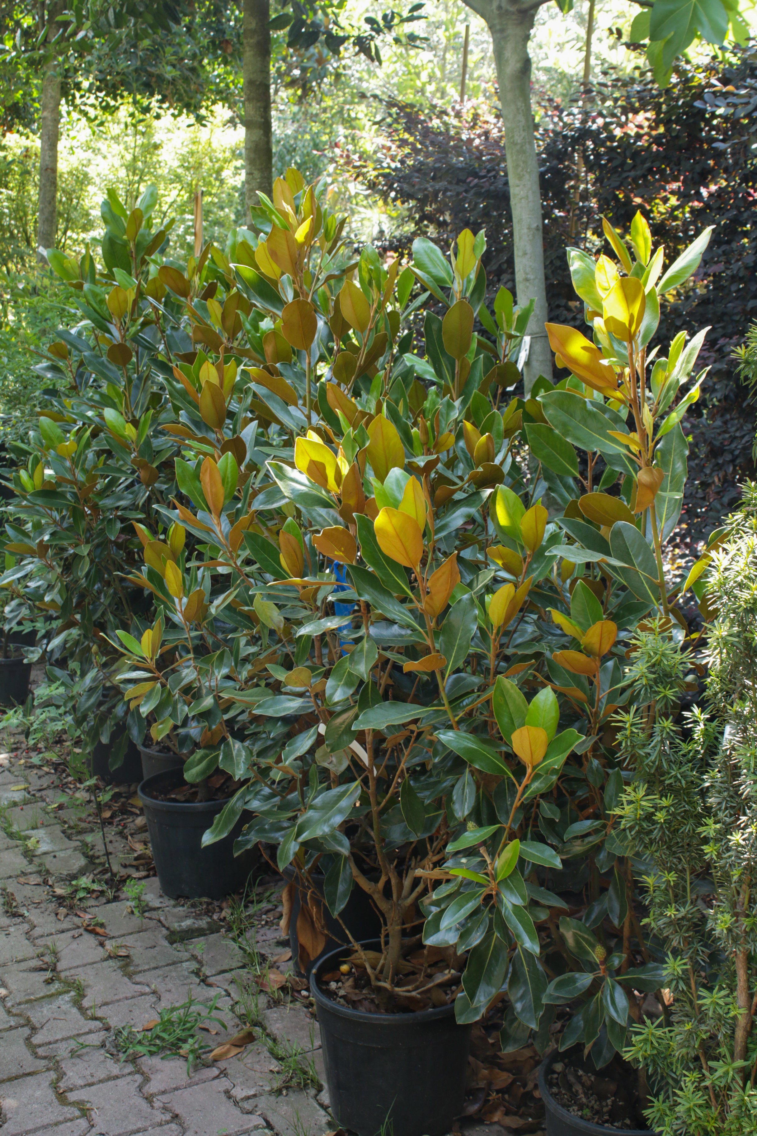 Magnolia Grandiflora (Manolya Ağacı)