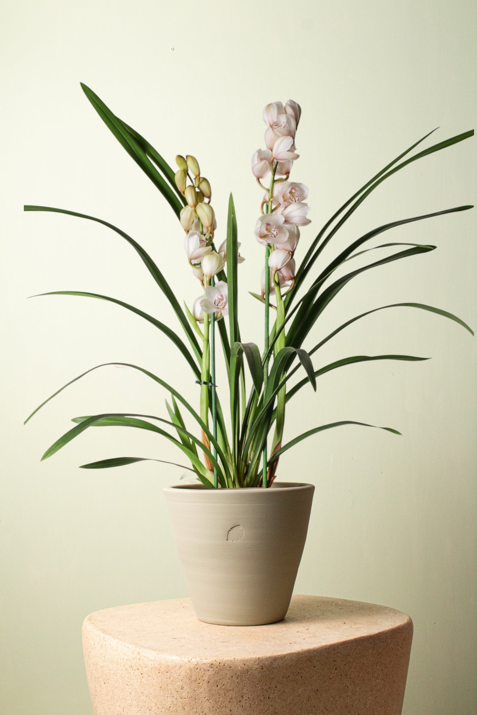 Orchid Blossom Mint Çömlek Saksılı