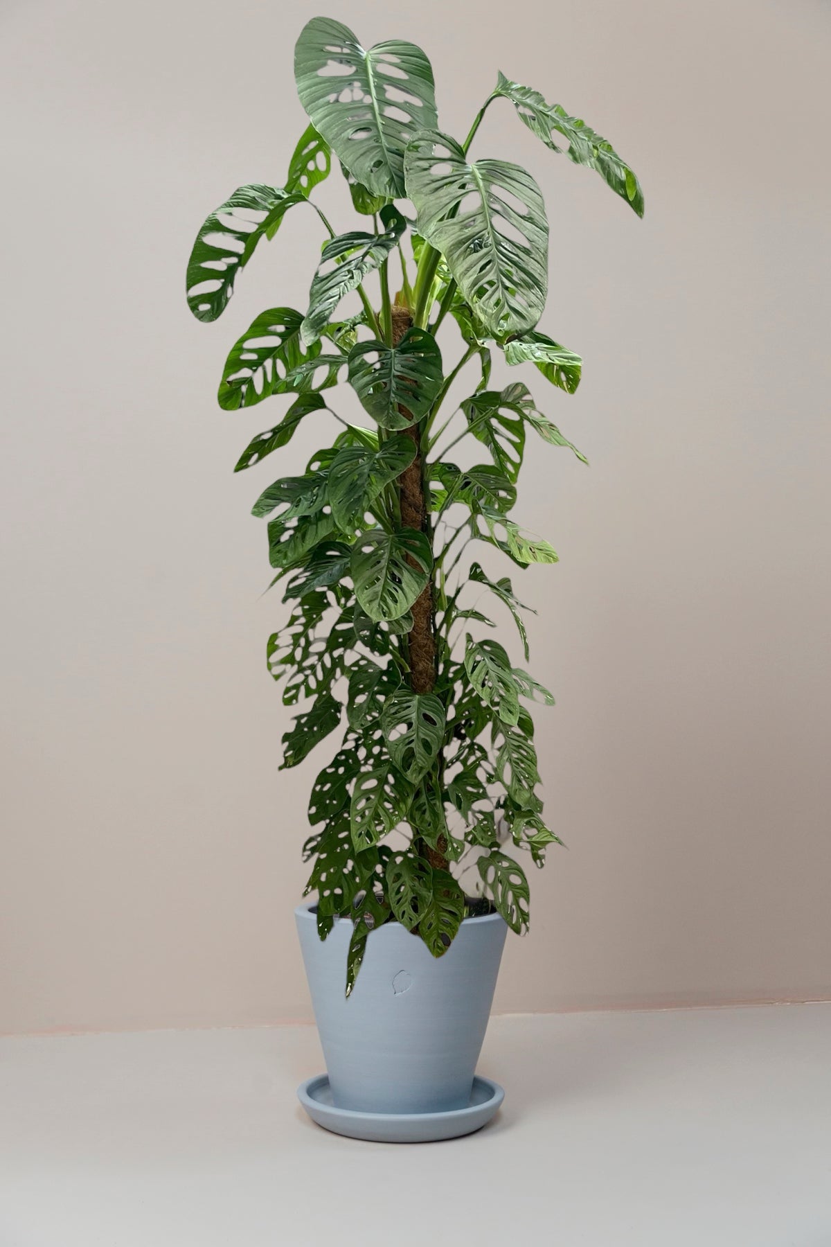 Lily Moss Sticks