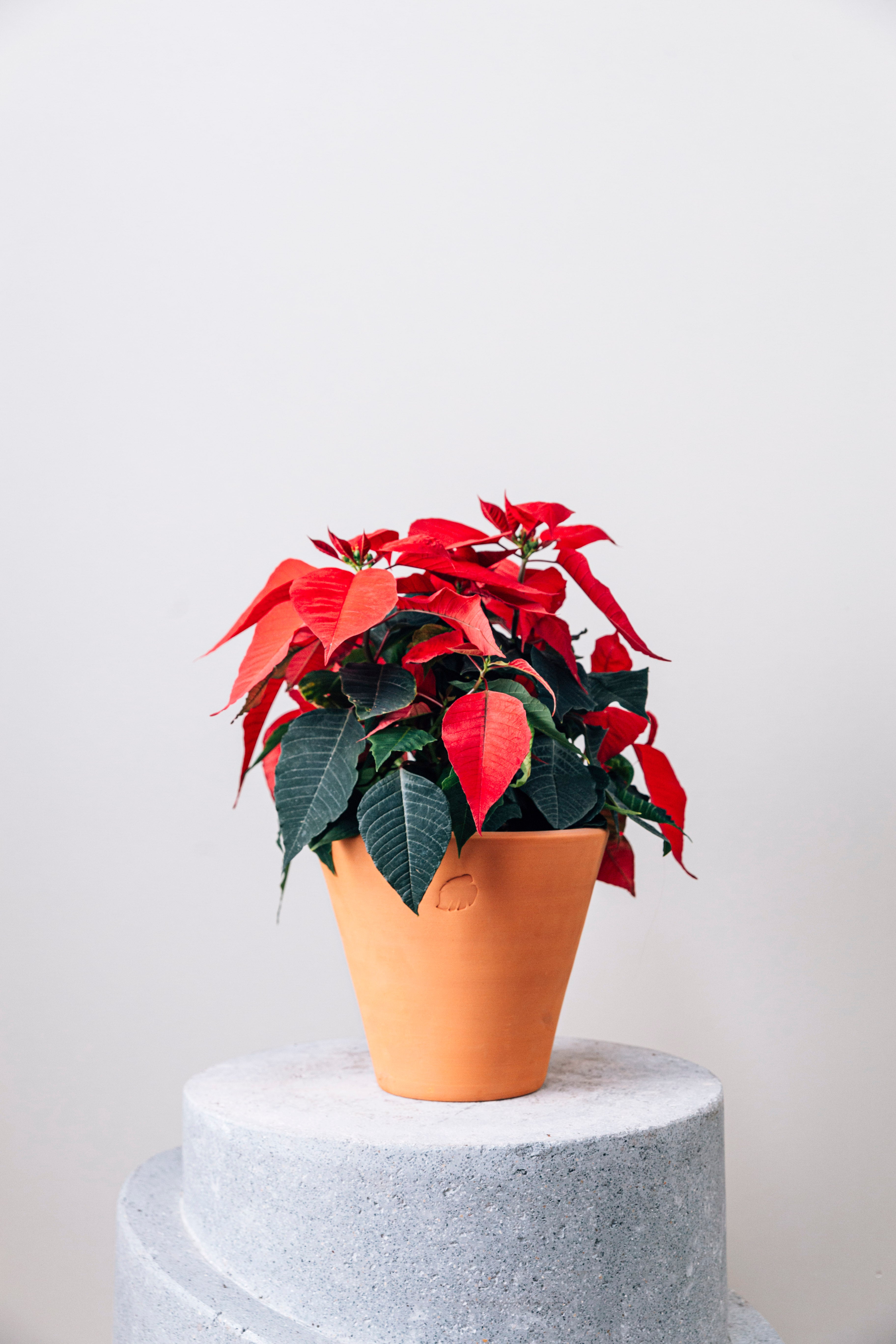 Poinsettia Clay Çömlek Saksılı