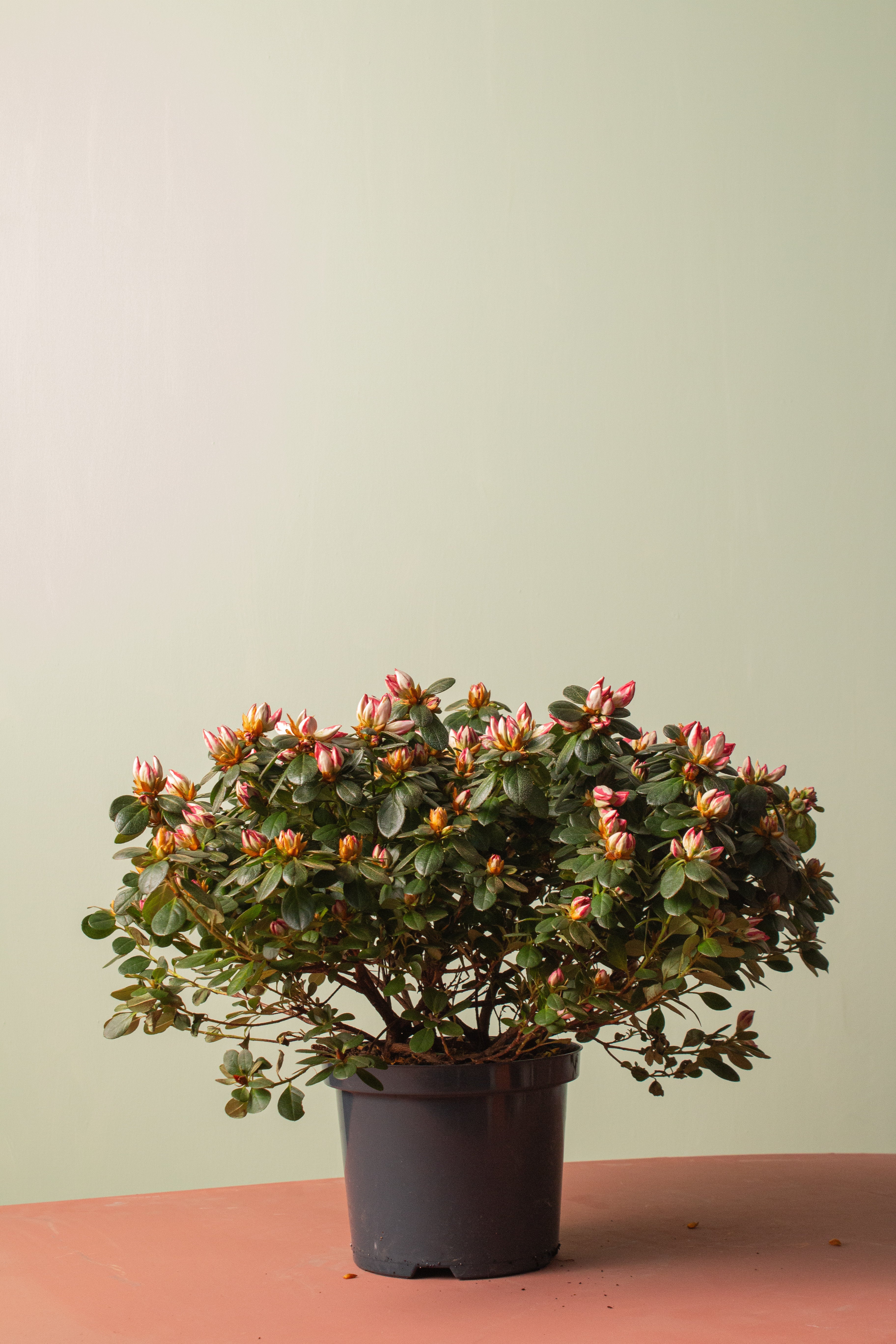 Açelya (Beyaz Pembe Alacalı)