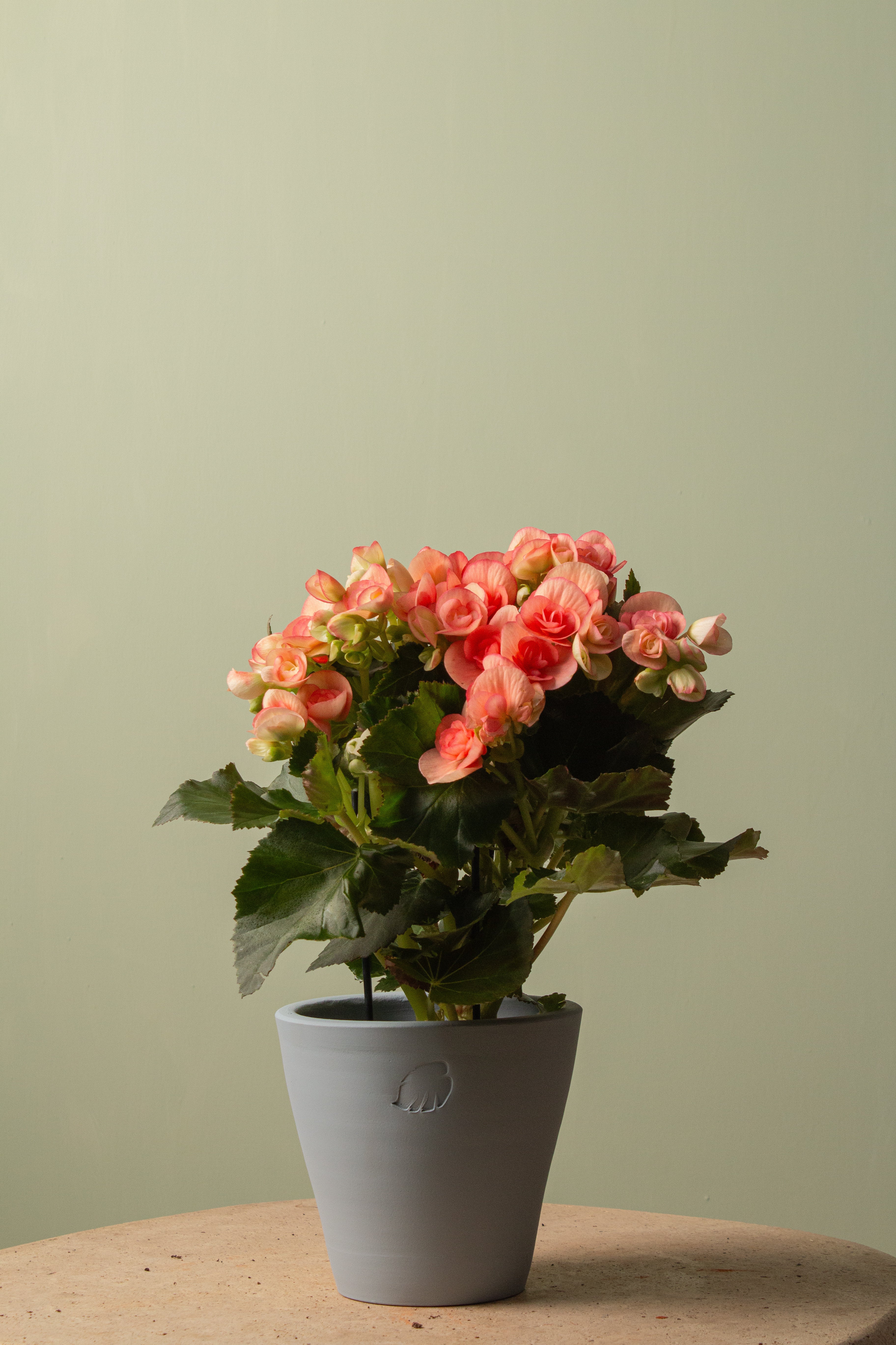 Peachy Sky Çömlek Saksılı