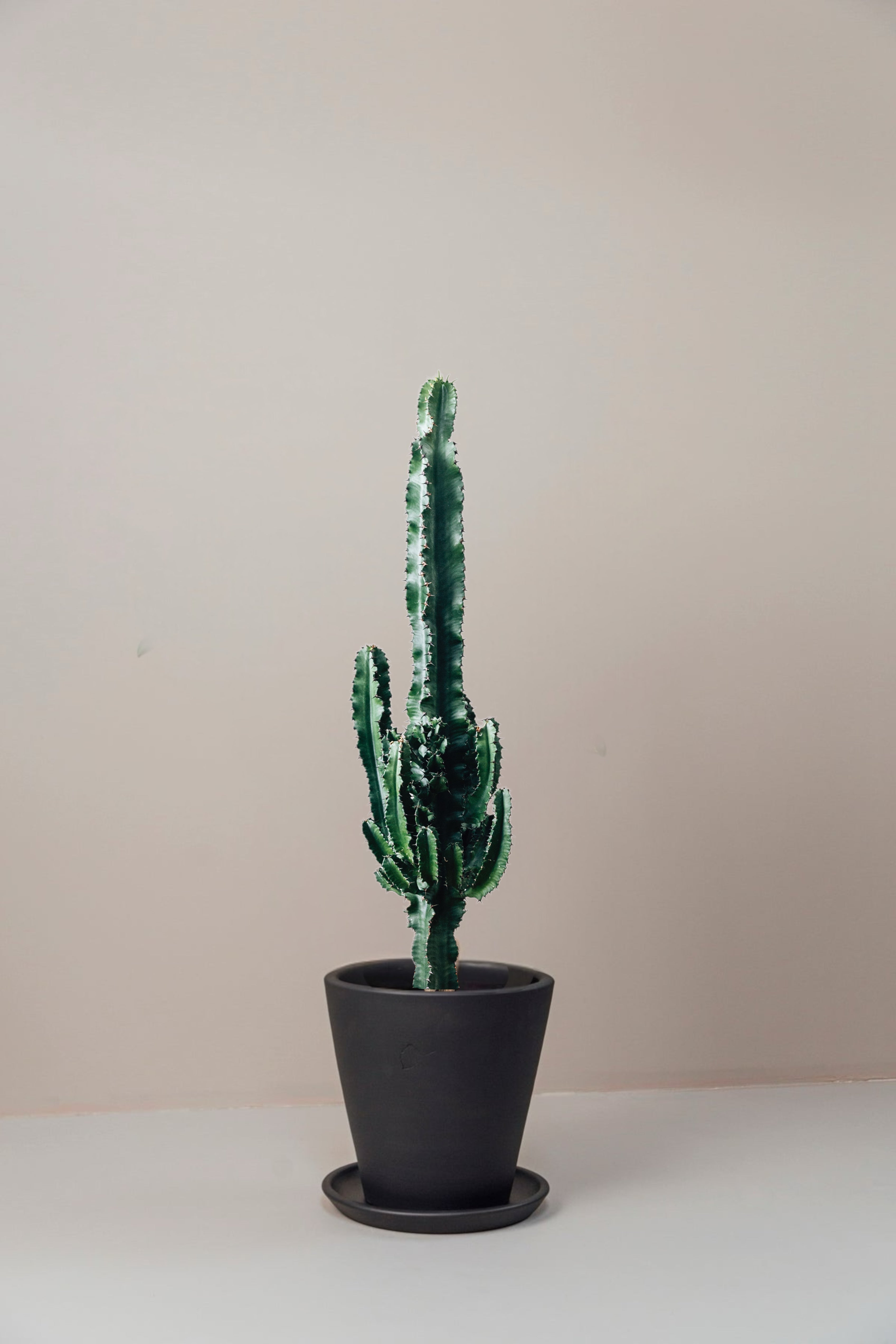 Carlos