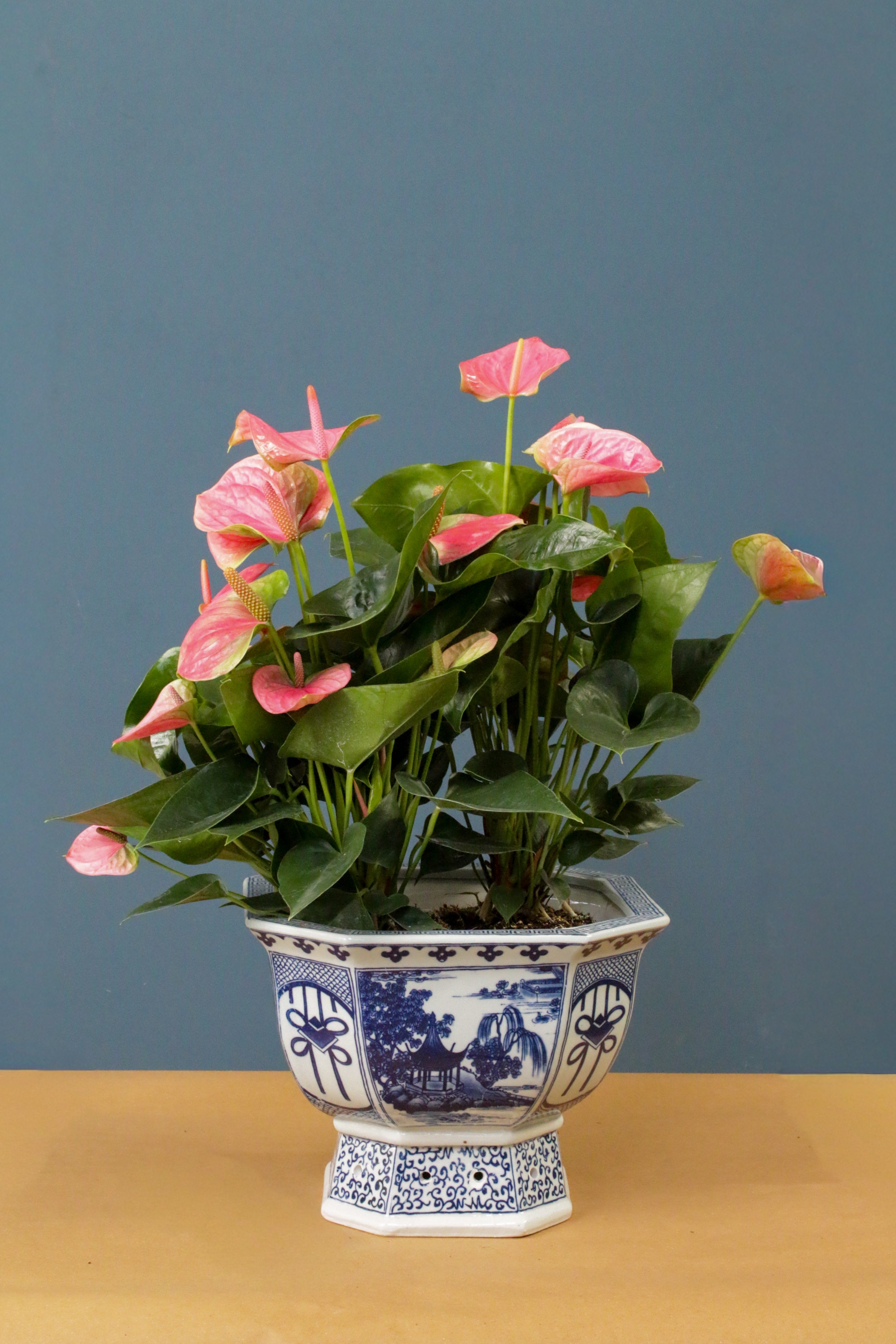 Bubblegum XL Bleu Blanc Saksılı