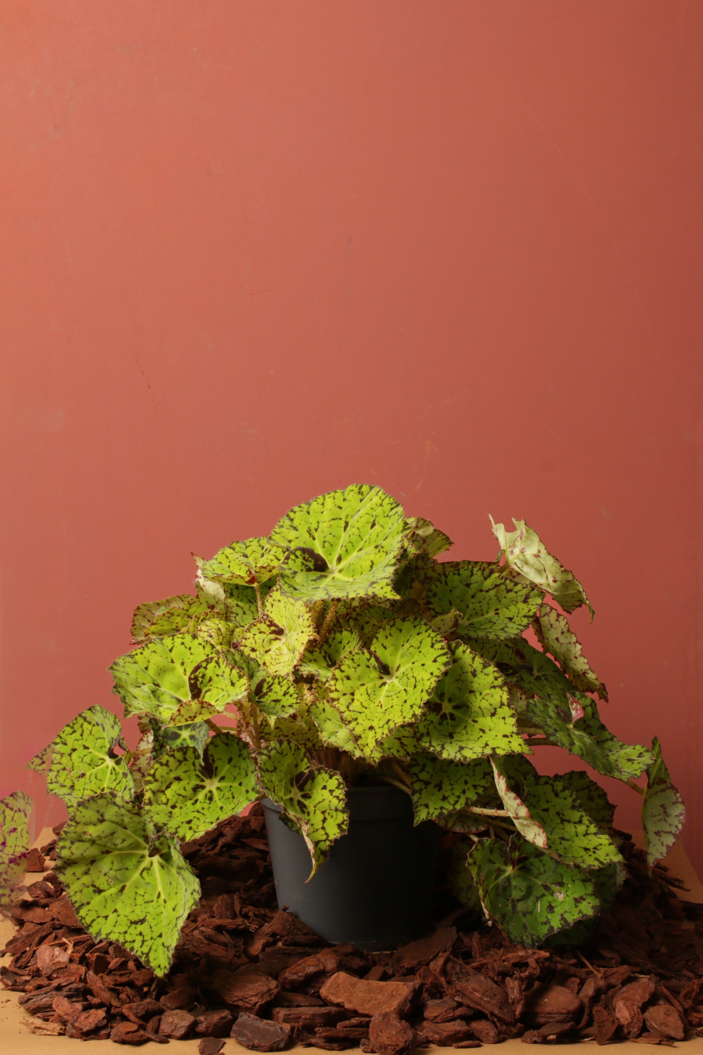 Beleaf