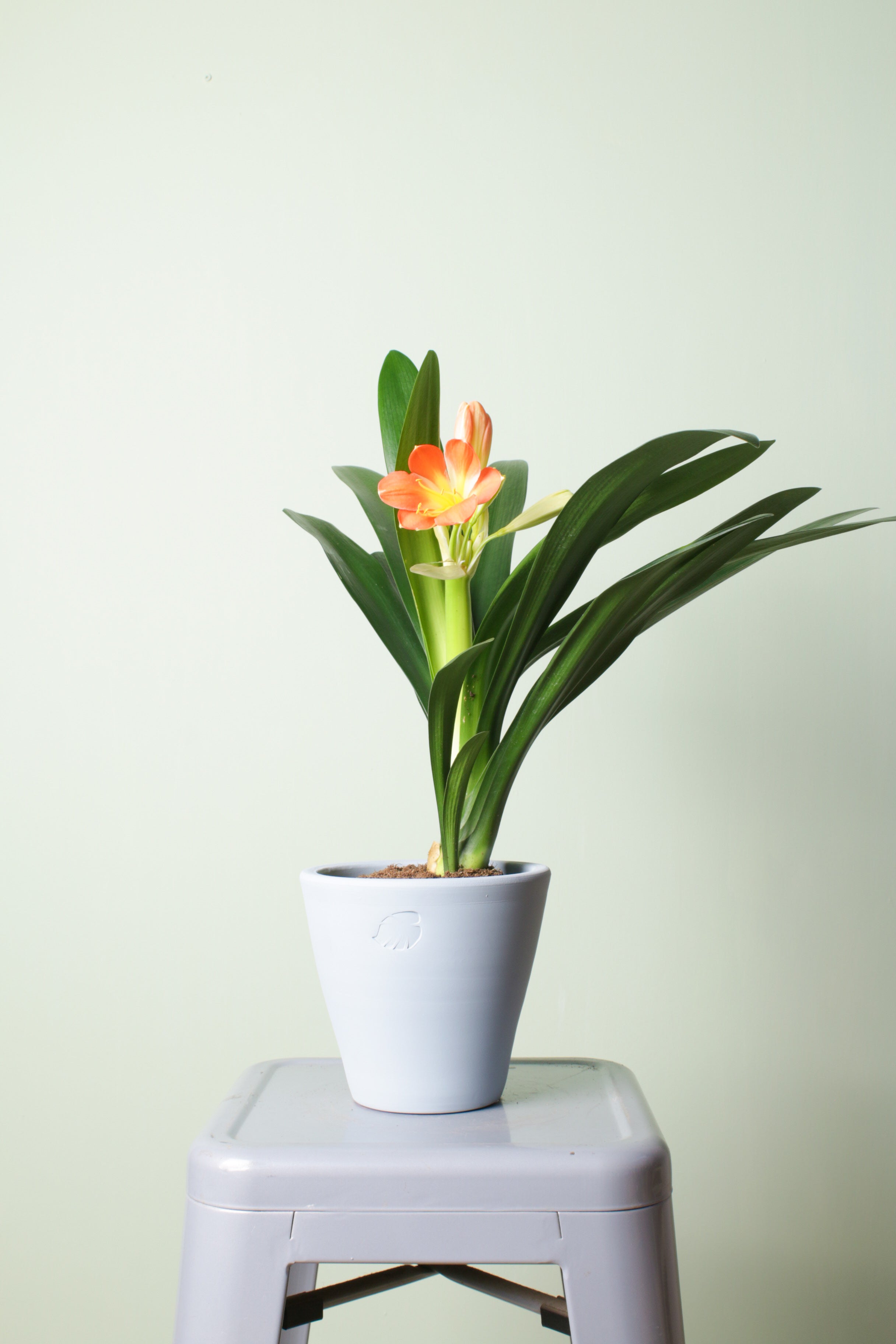 Clivia Sky Çömlek Saksılı