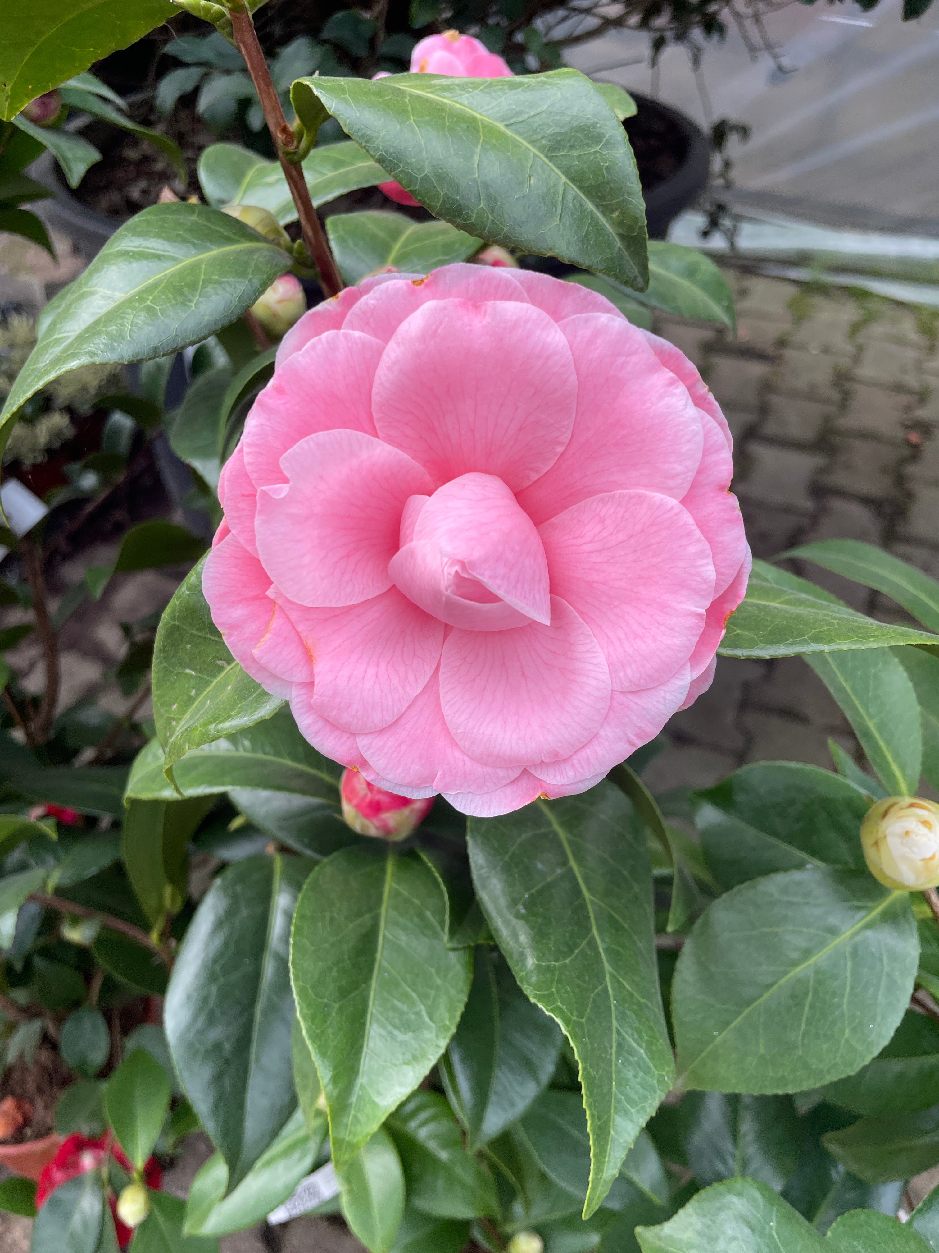 Camellia Japonica