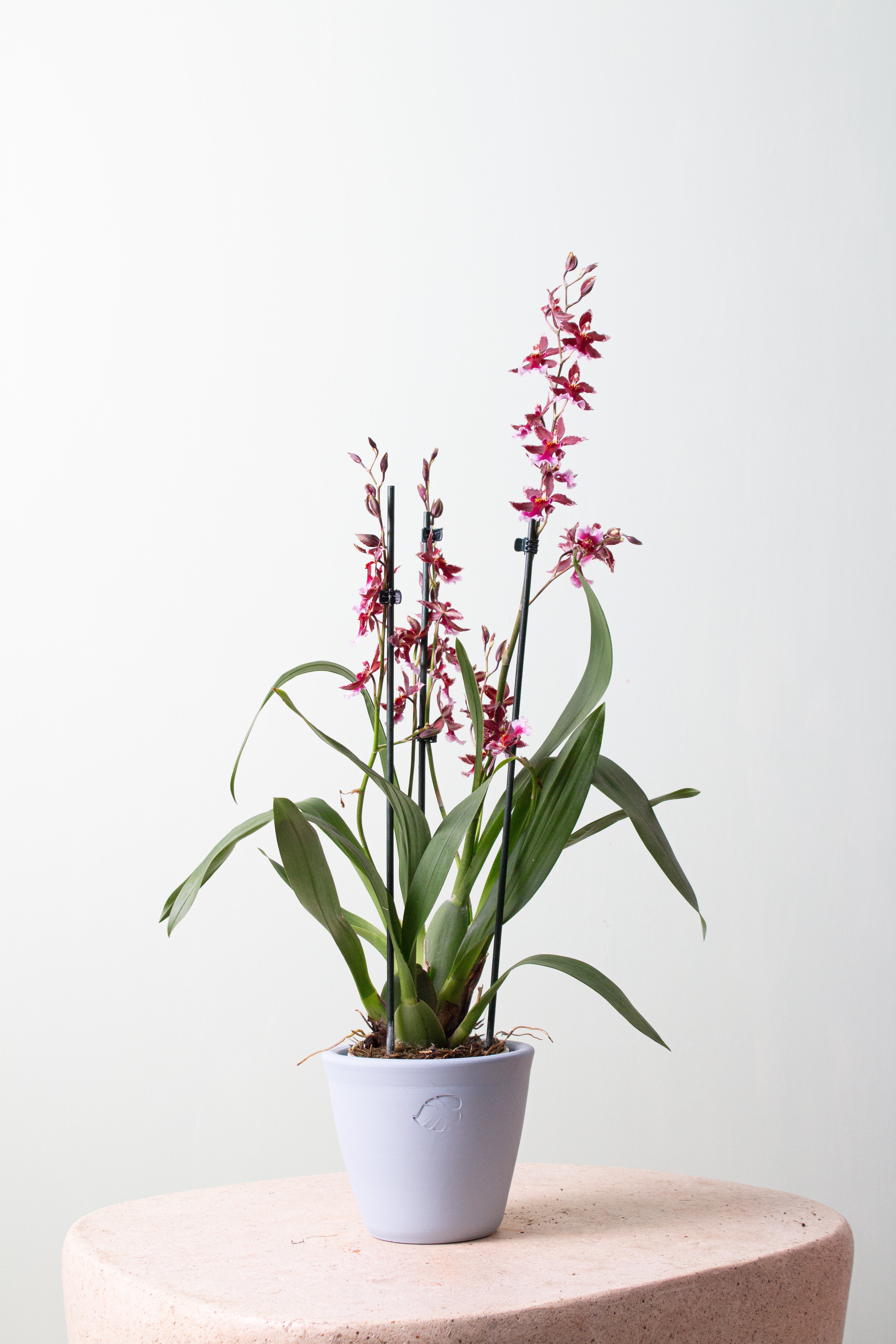 Vivienne Sky Çömlek Saksılı