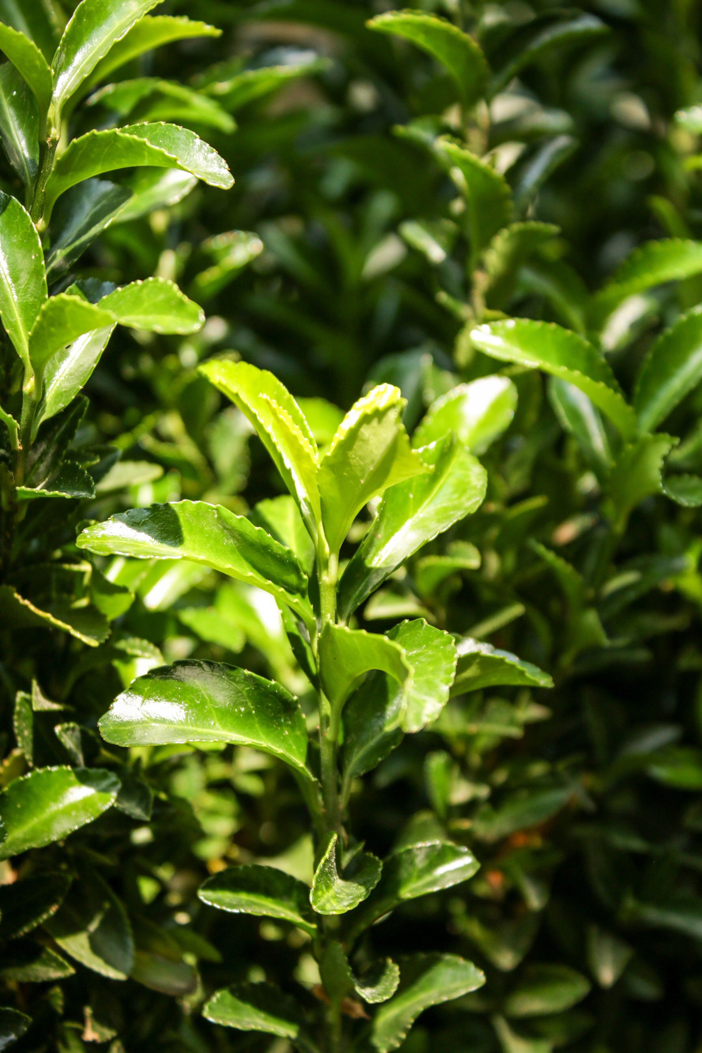 Taflan (Euonymus japonica)