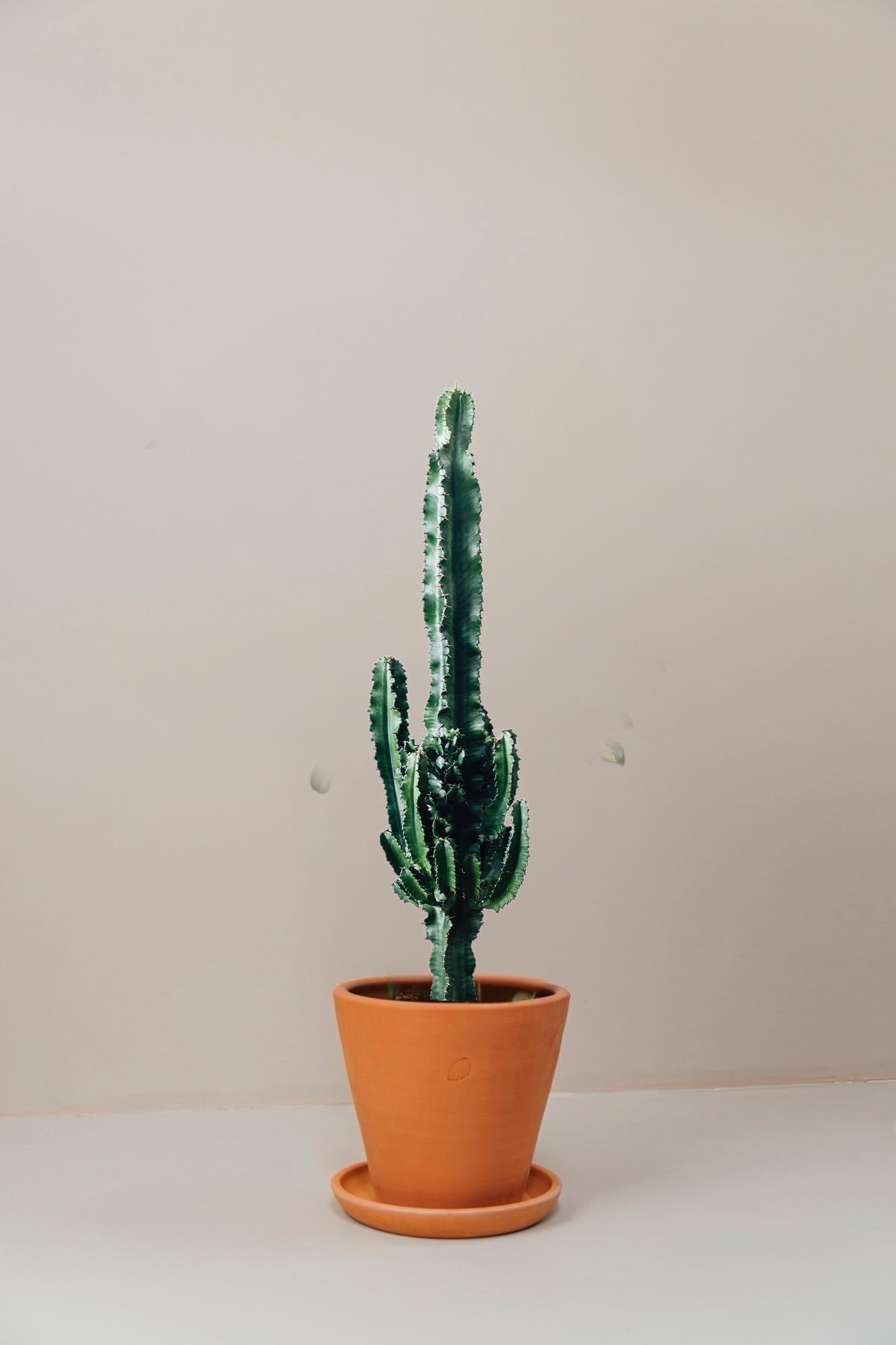 Carlos