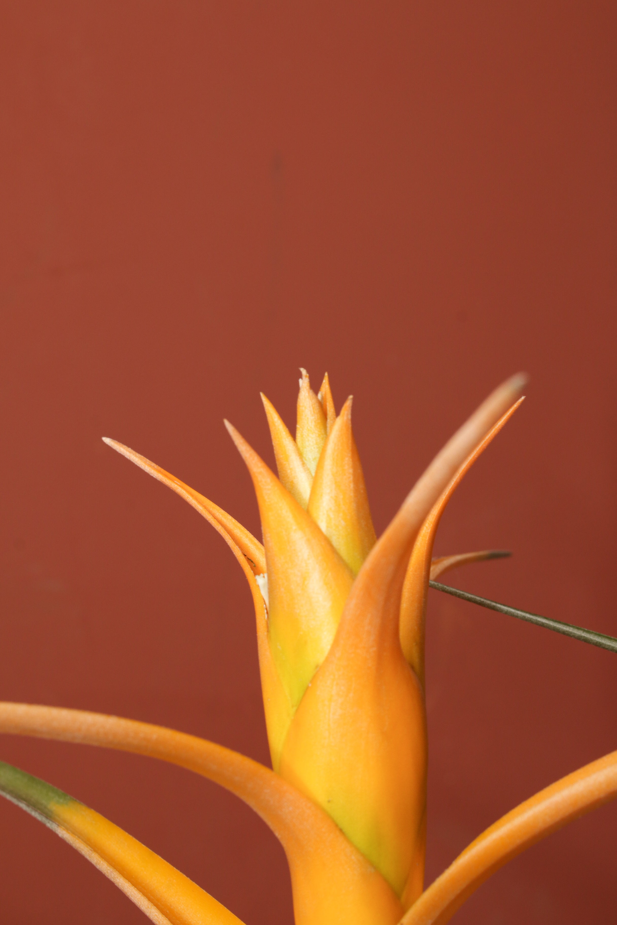 Capitata