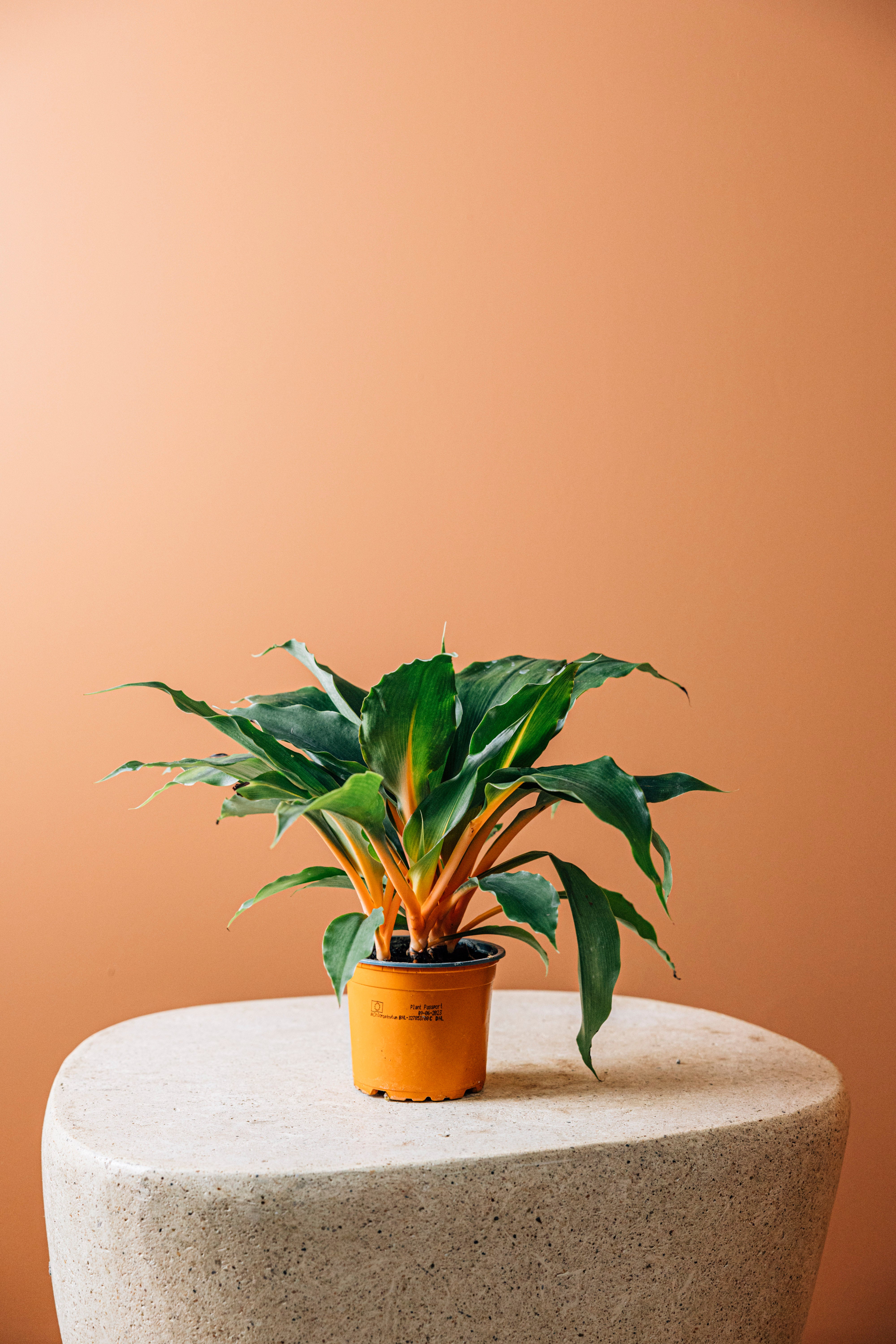 Orange Spidey