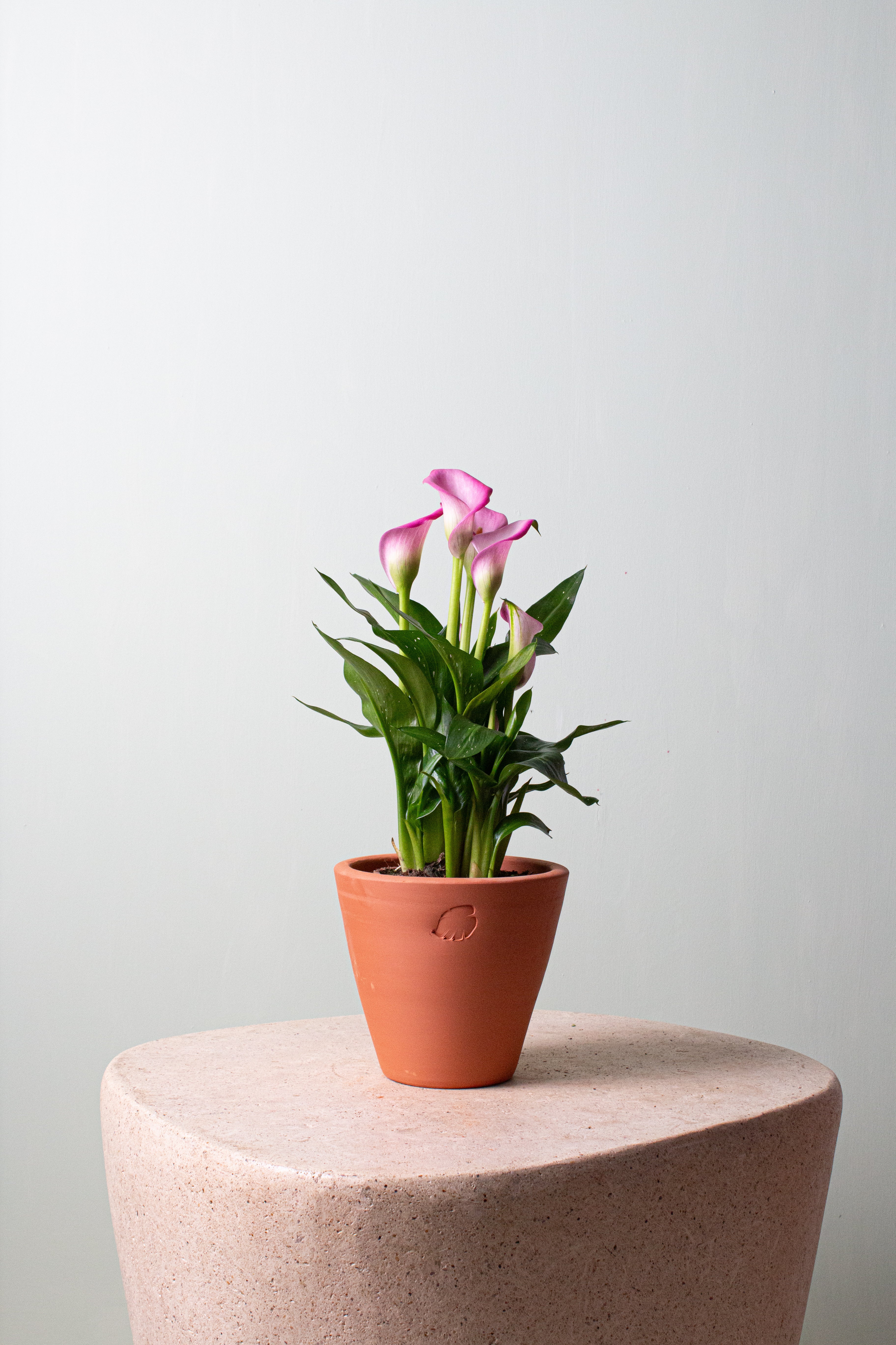 Berry Clay Çömlek Saksılı
