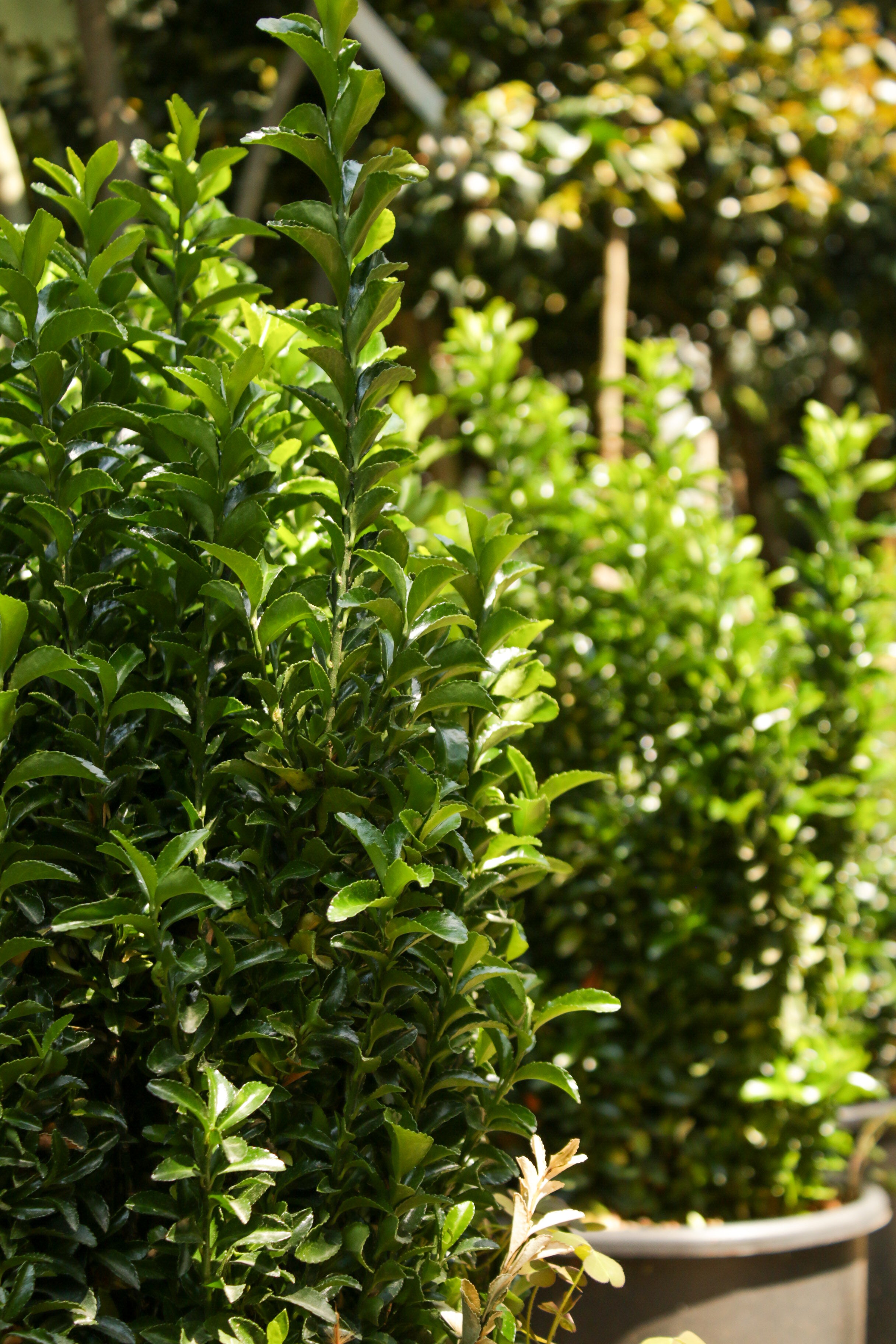 Taflan (Euonymus japonica)