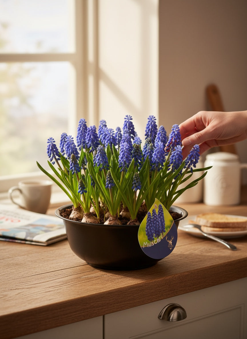 Cup of Muscari