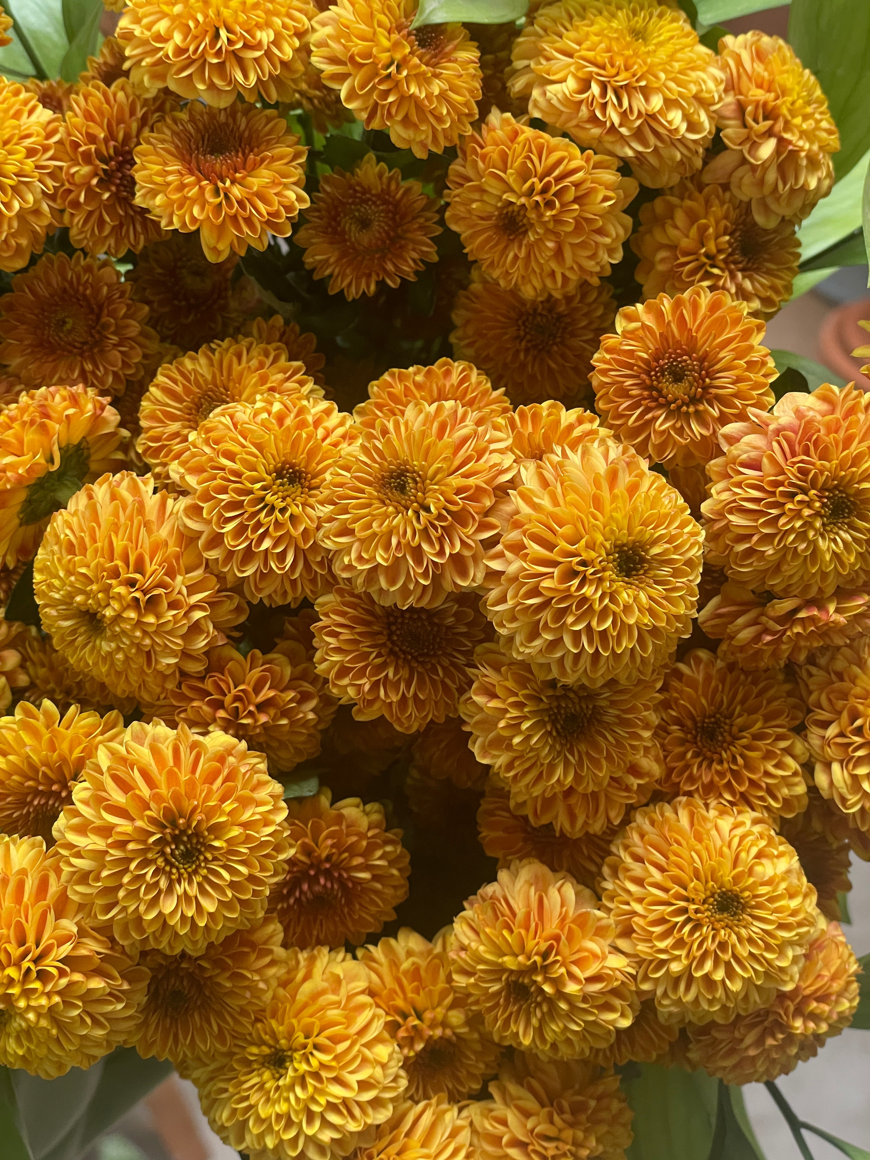 Golden Glow