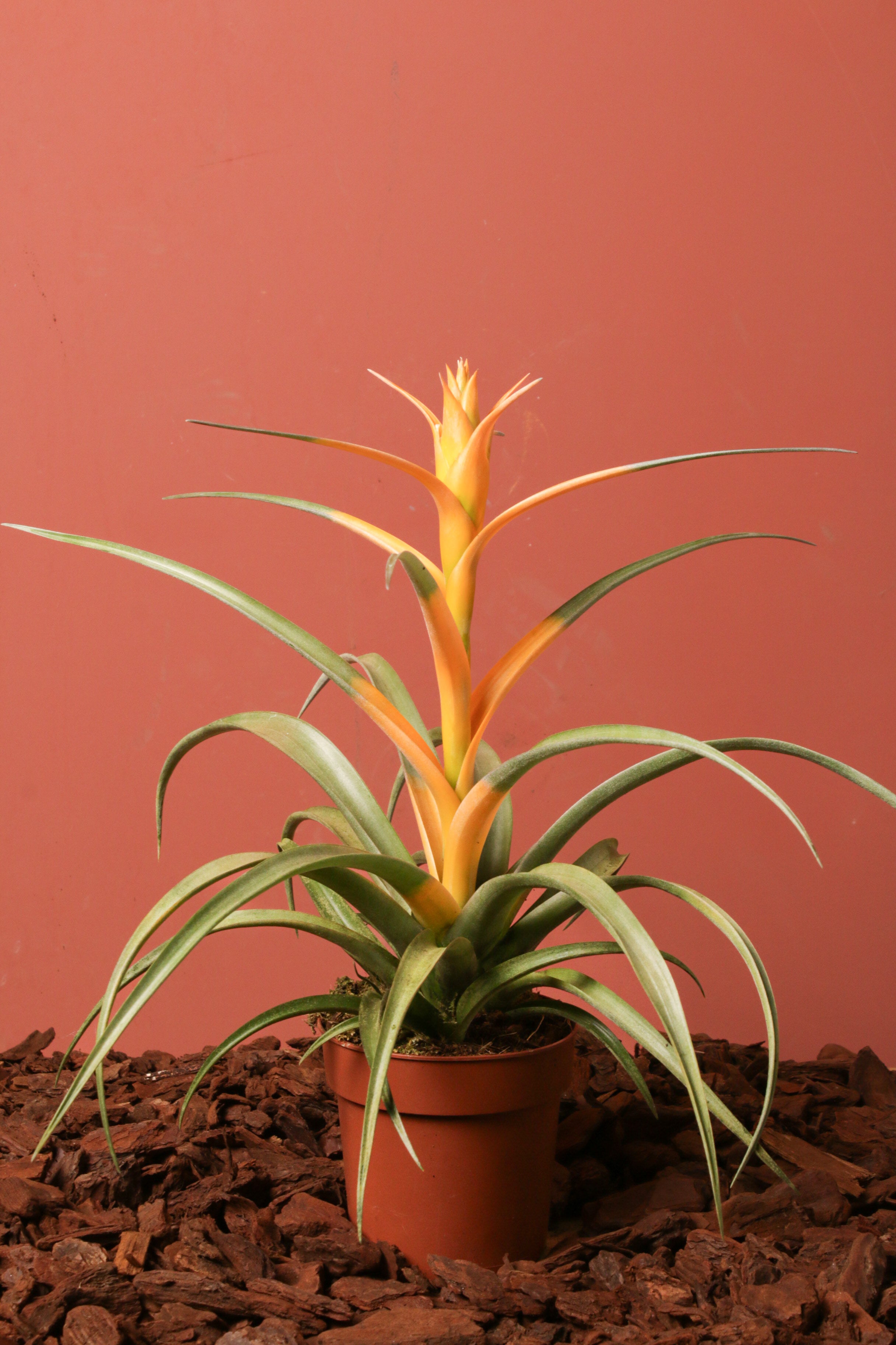 Capitata