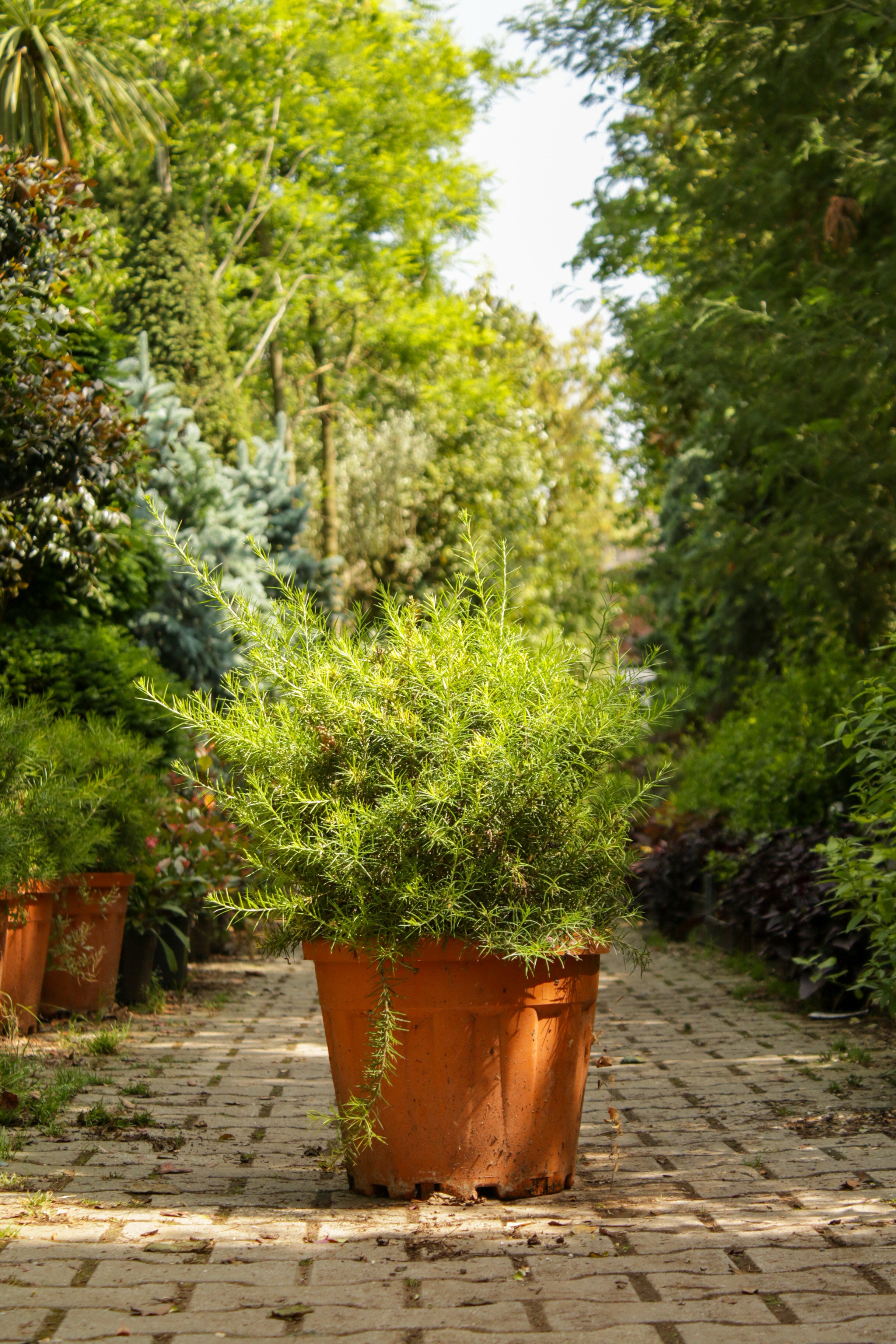 Grevillea Juniperina