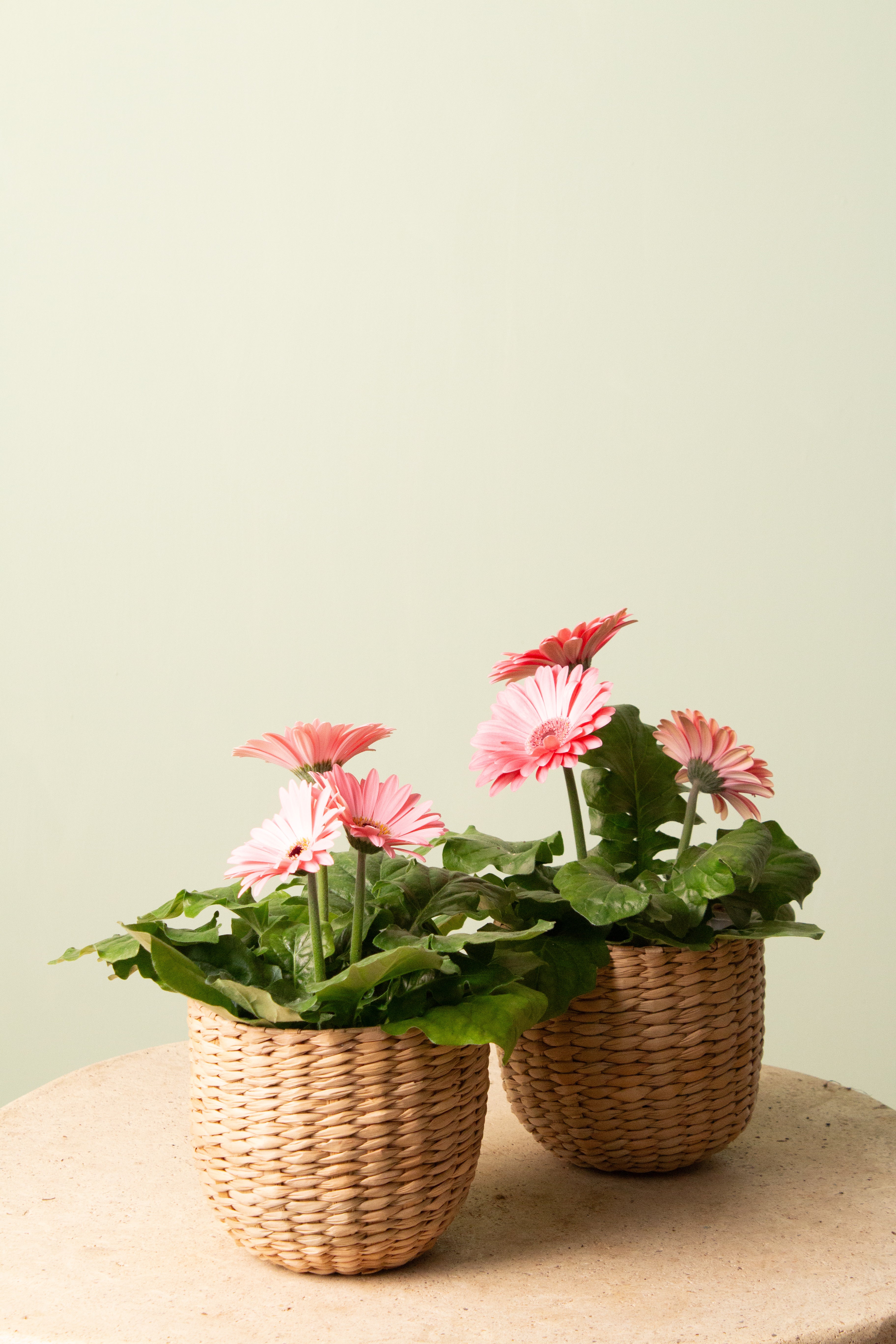 Gerbera (Sepetli)