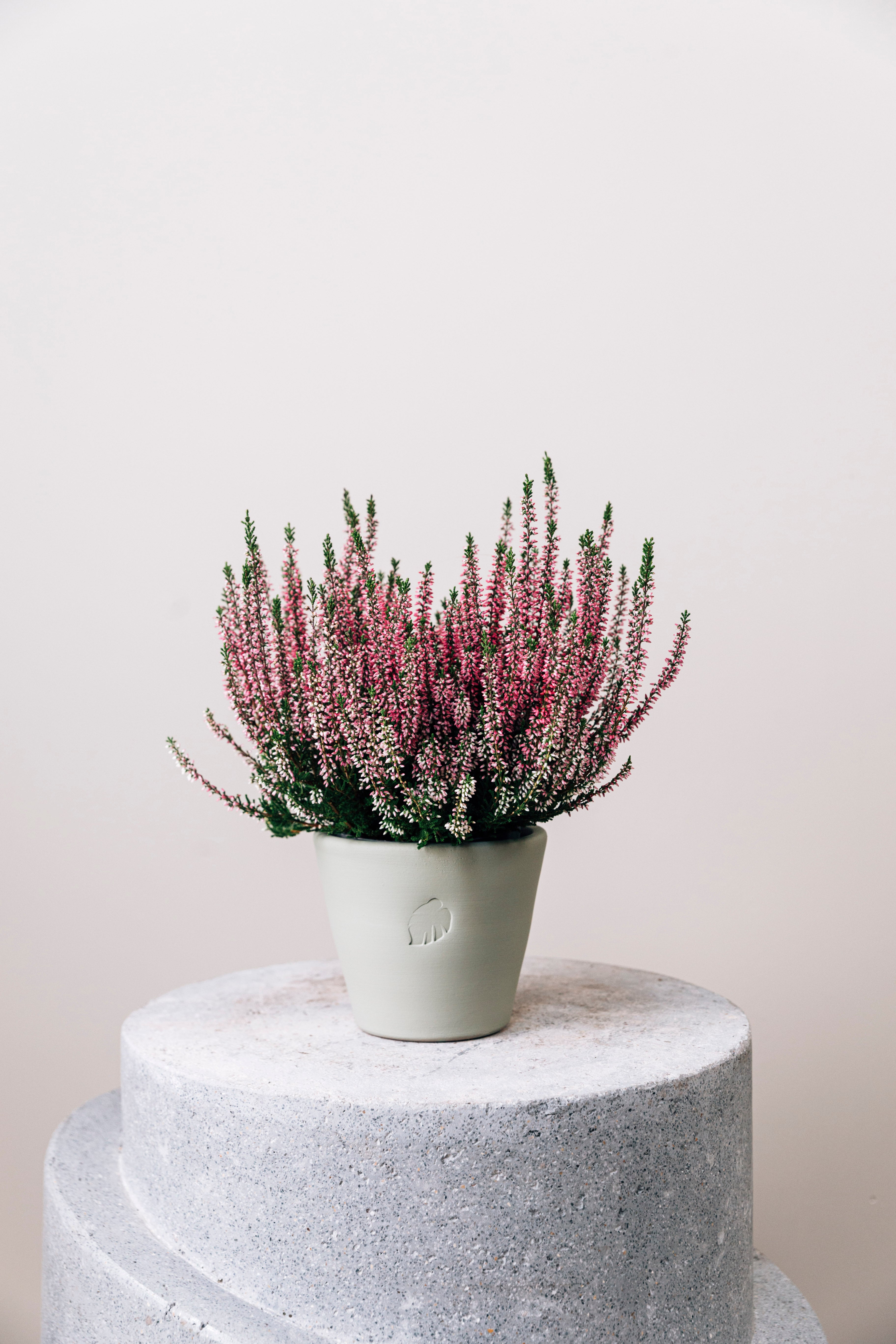 Calluna Mint Çömlek Saksılı