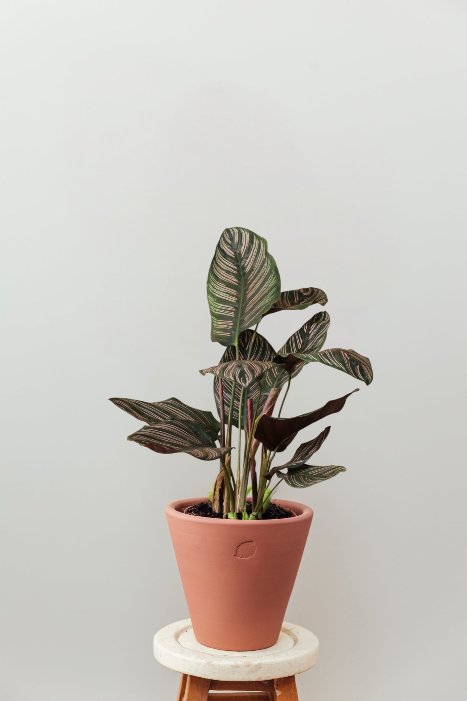 Ornata