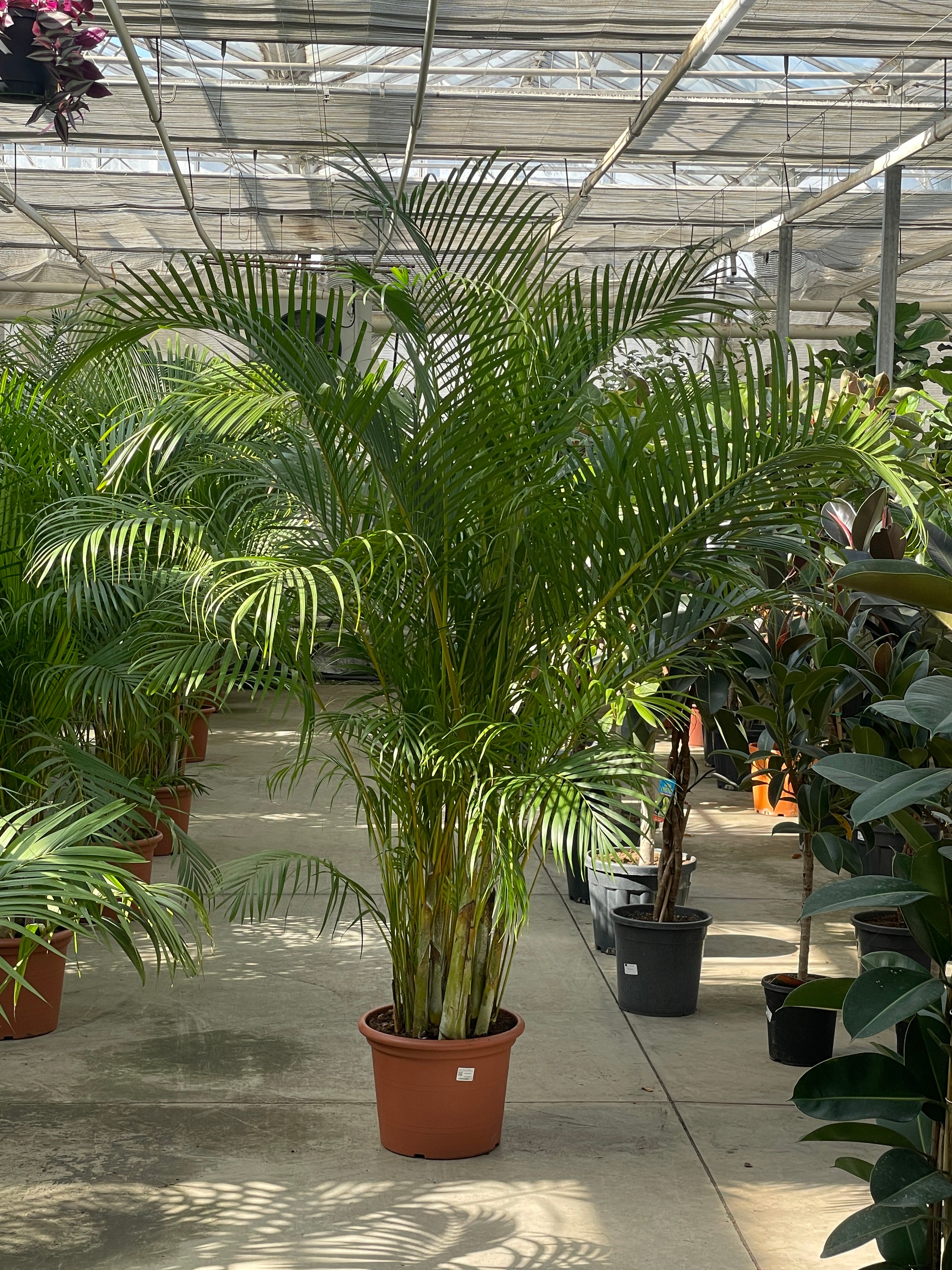 Ares XXL (200-230cm)