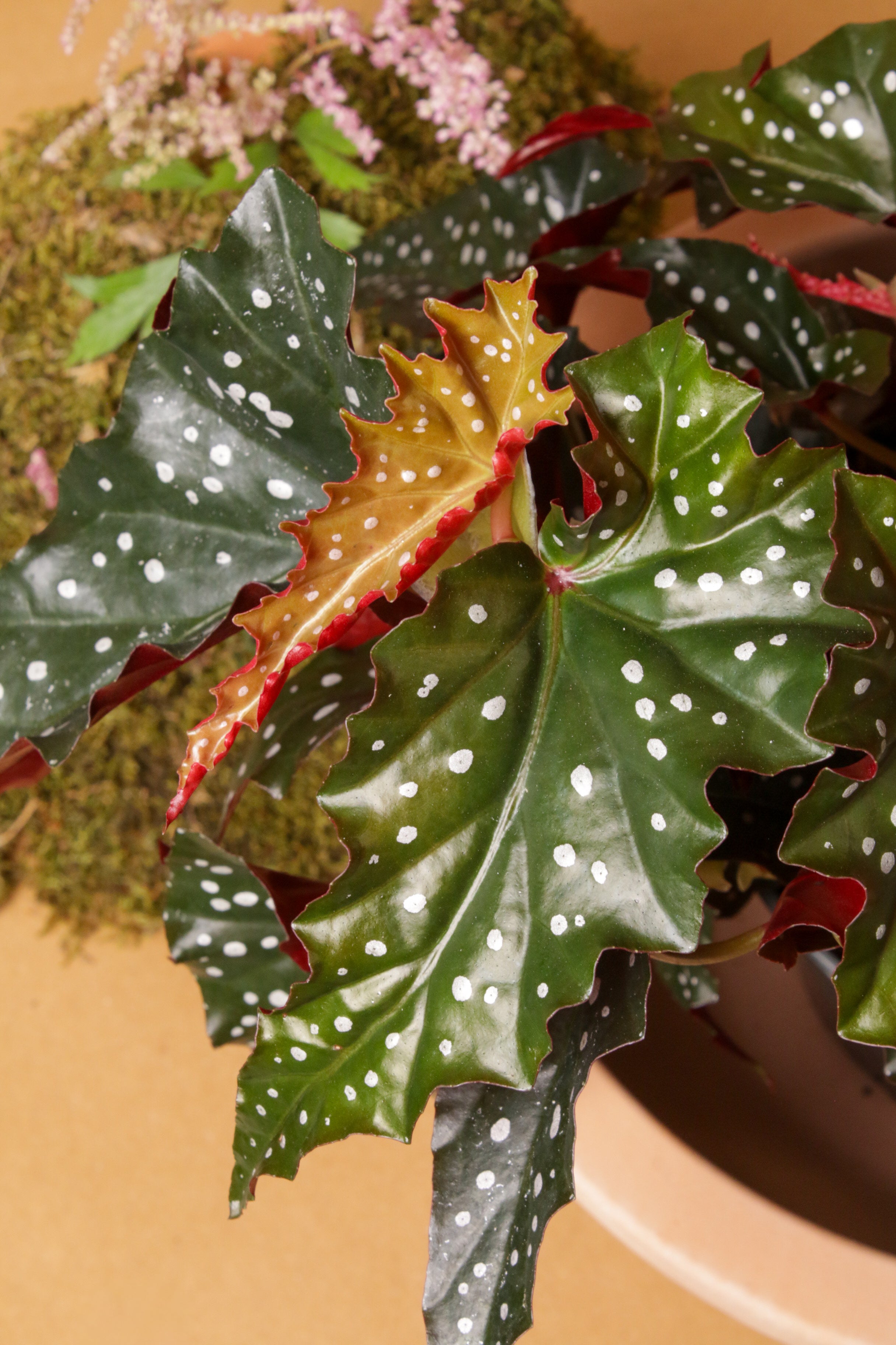 Black Forrest Valley Saksılı