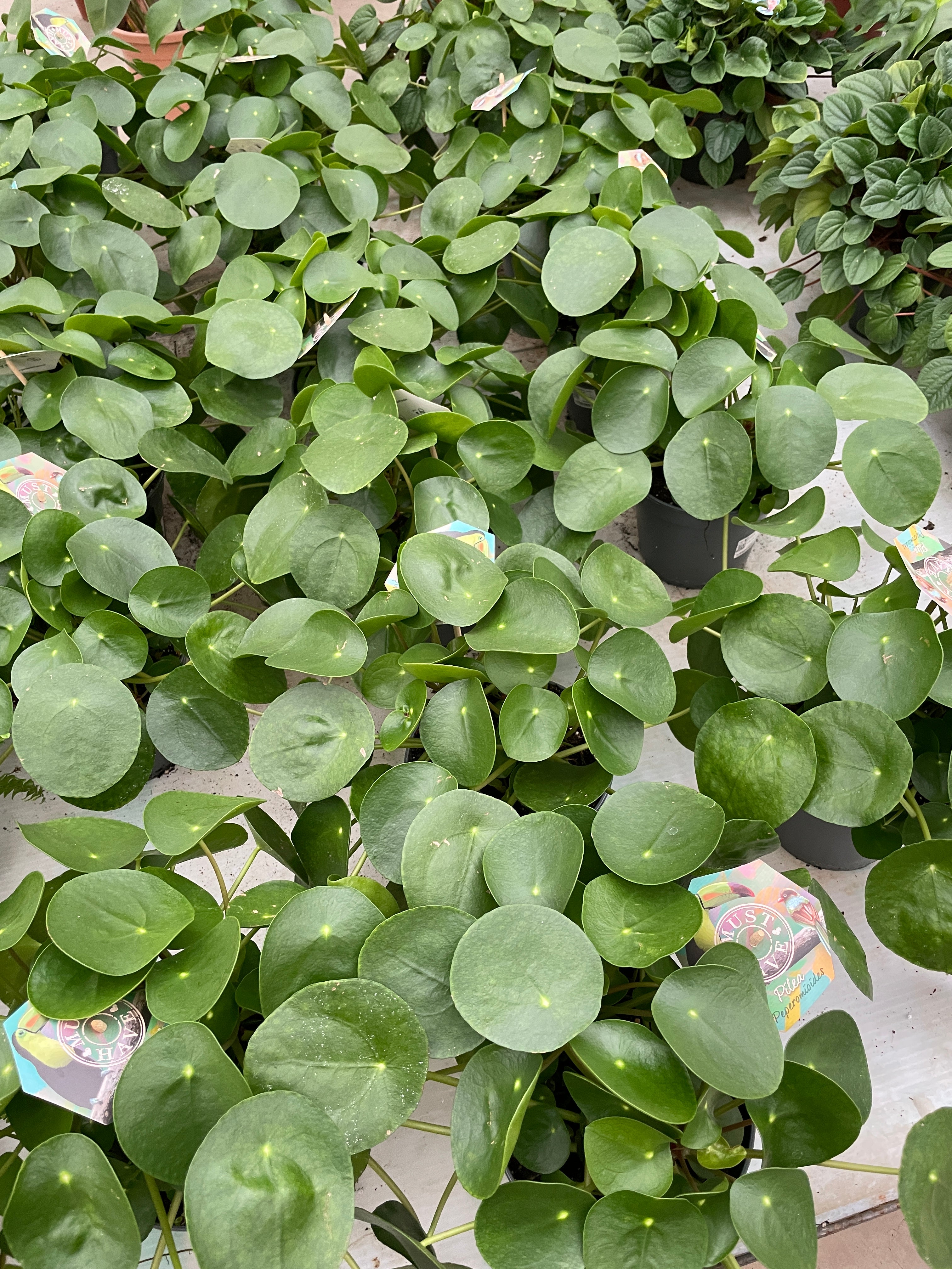 Giant Pilea - Çin Para Bitkisi Pilea