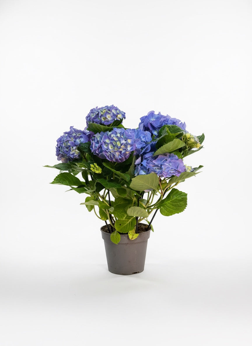 Ortanca (Mavi/Mor Çiçekli)