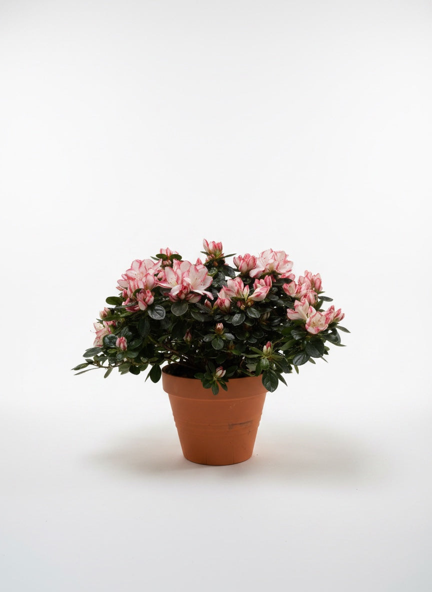 Açelya (Beyaz Pembe Alacalı)