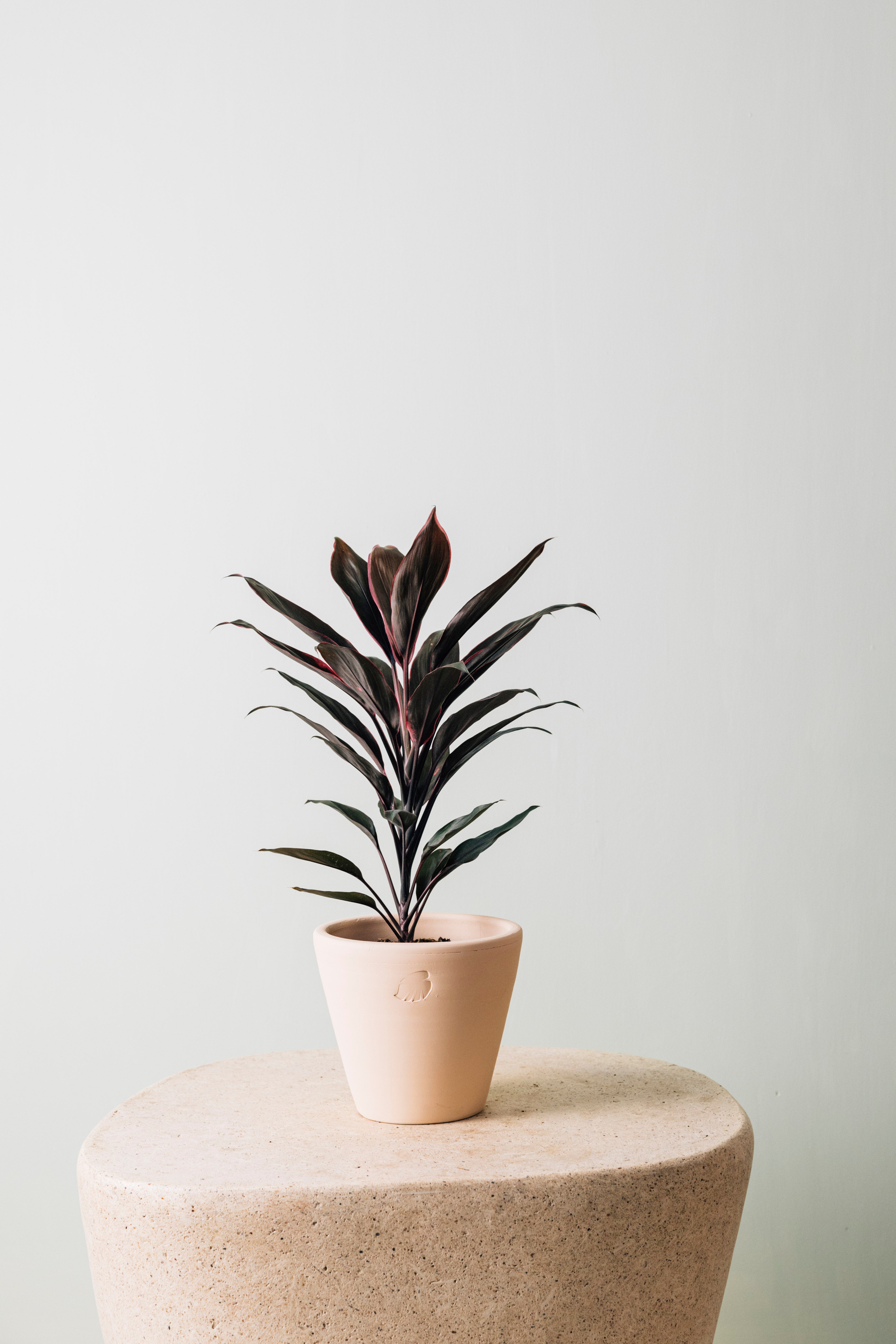 Tea Sahara Çömlek Saksılı