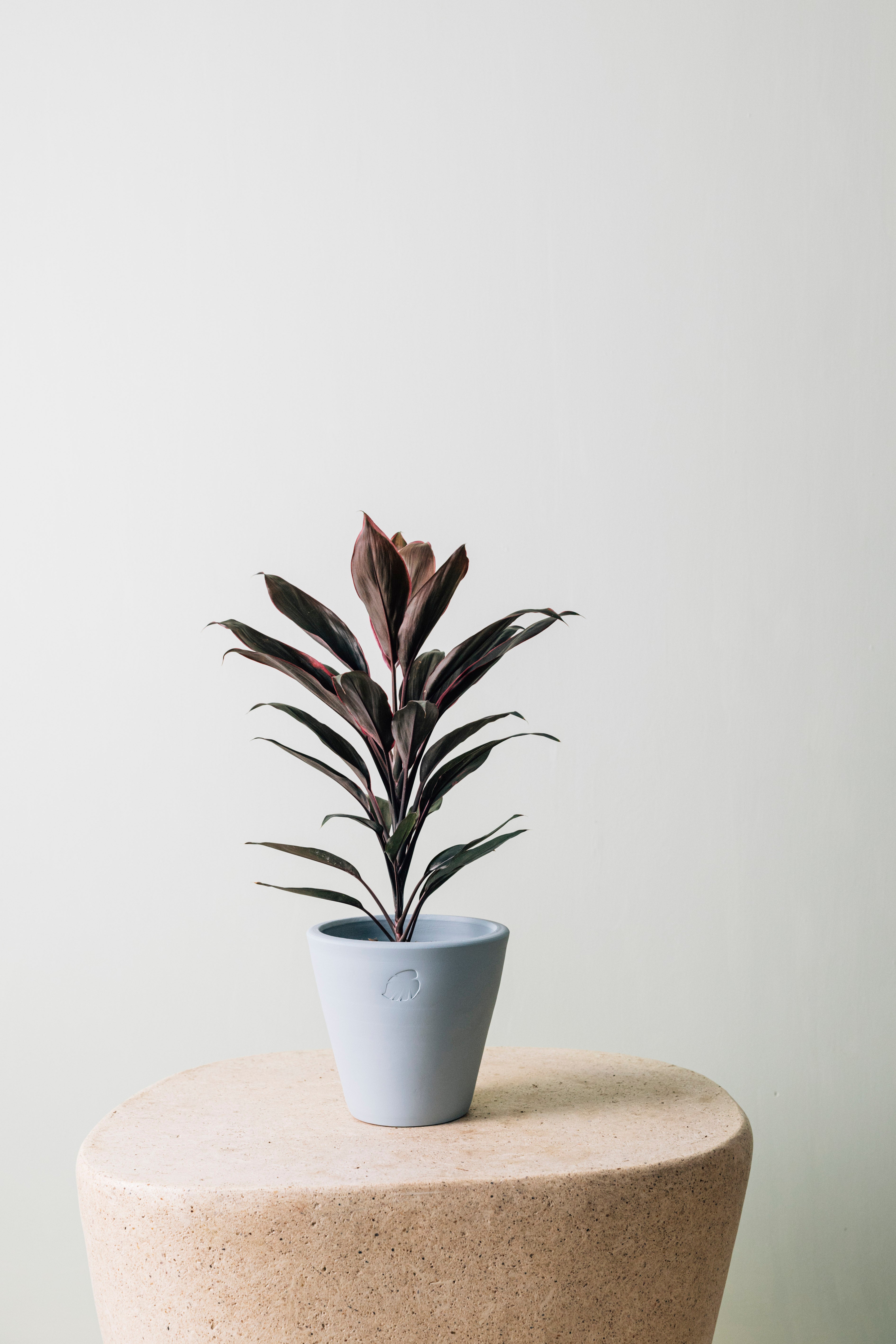 Tea Sky Çömlek Saksılı