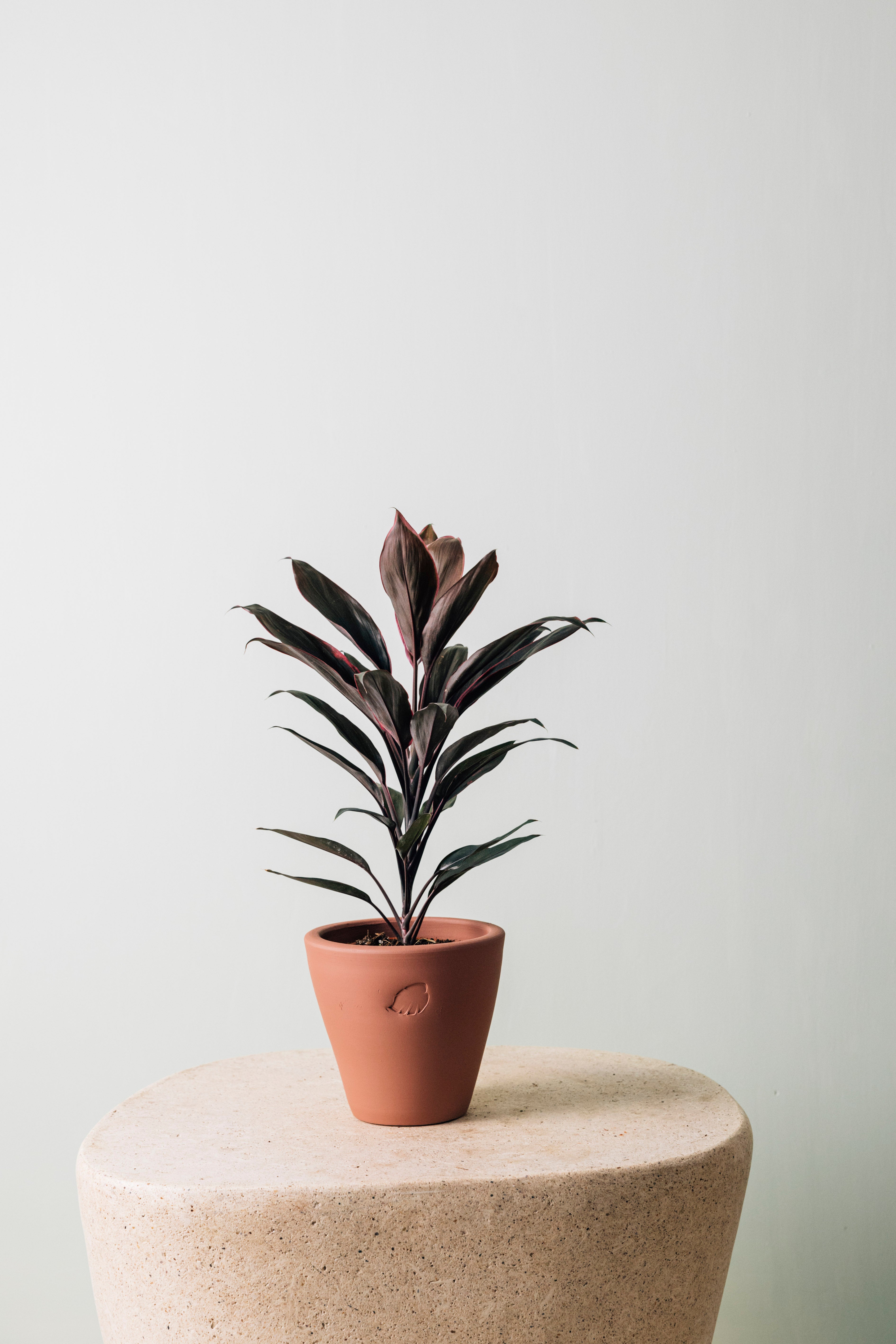 Tea Sunset Çömlek Saksılı