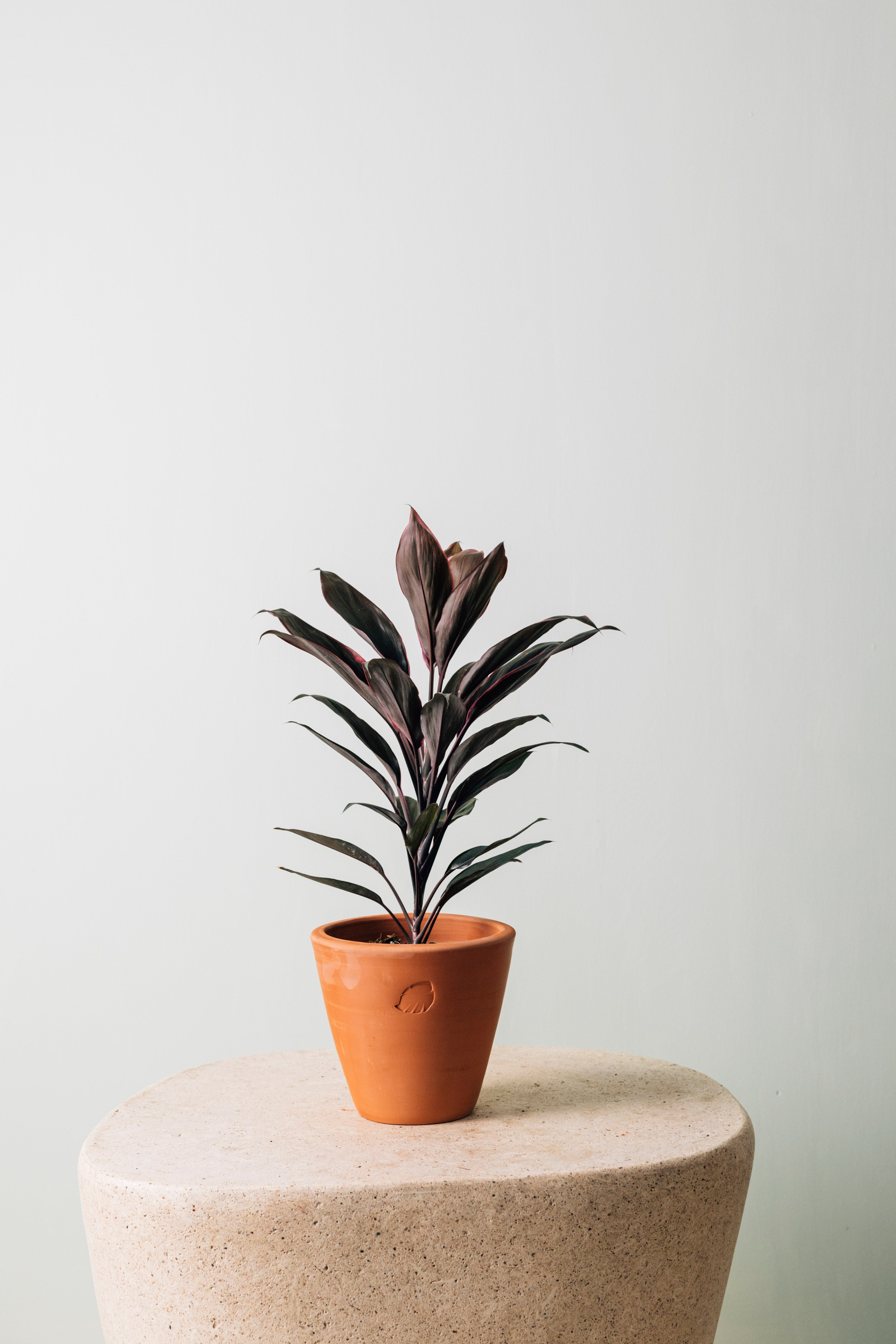 Tea Clay Çömlek Saksılı
