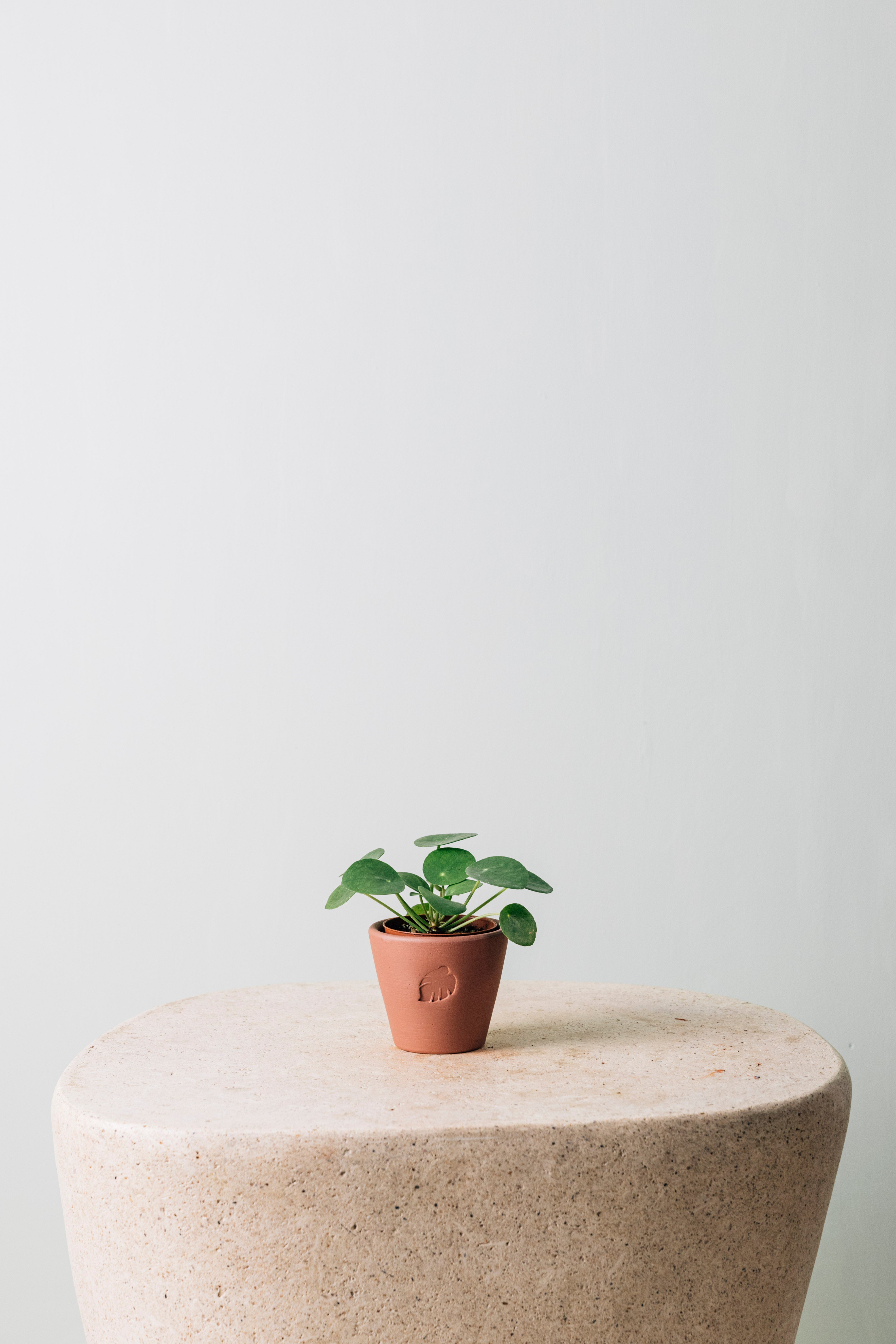 Mini Pi Sunset Çömlek Saksılı