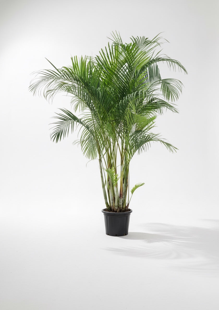 Ares XXL (200-230cm)