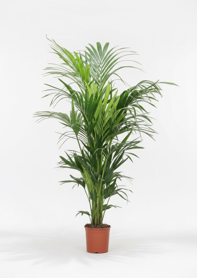 Kentia XL (180cm)